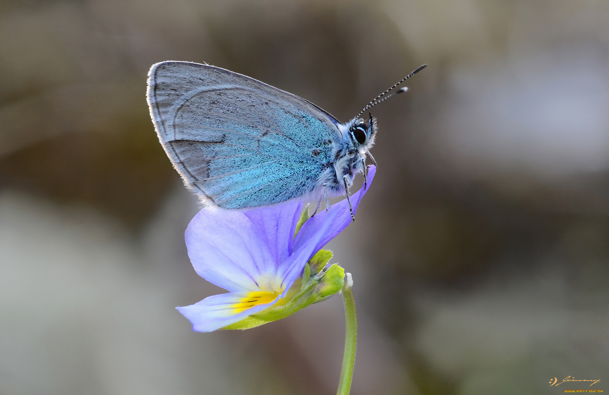 животные, бабочки, , мотыльки, , моли, усики, крылья, бабочка, макро