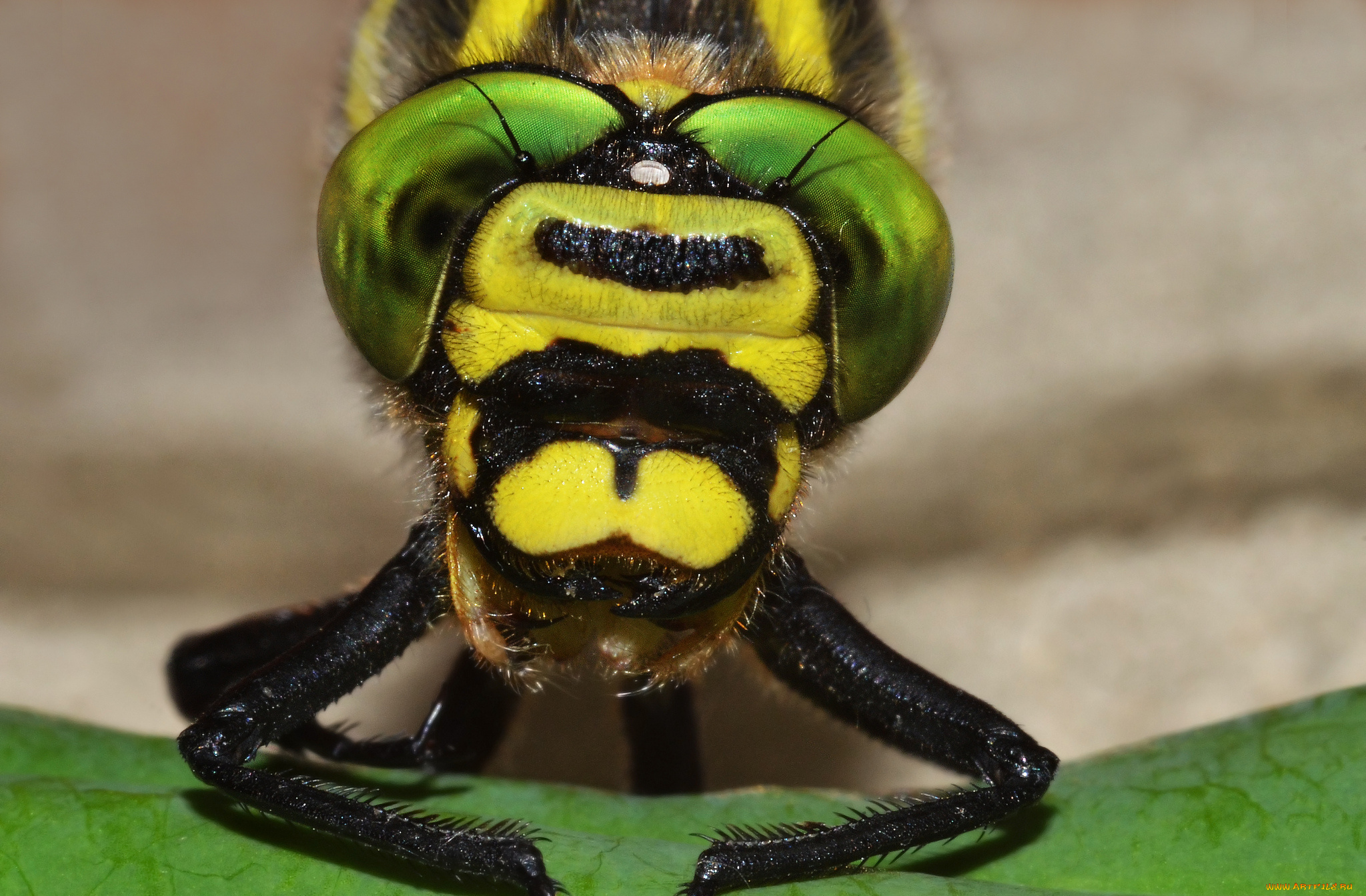 животные, стрекозы, стрекоза, макро