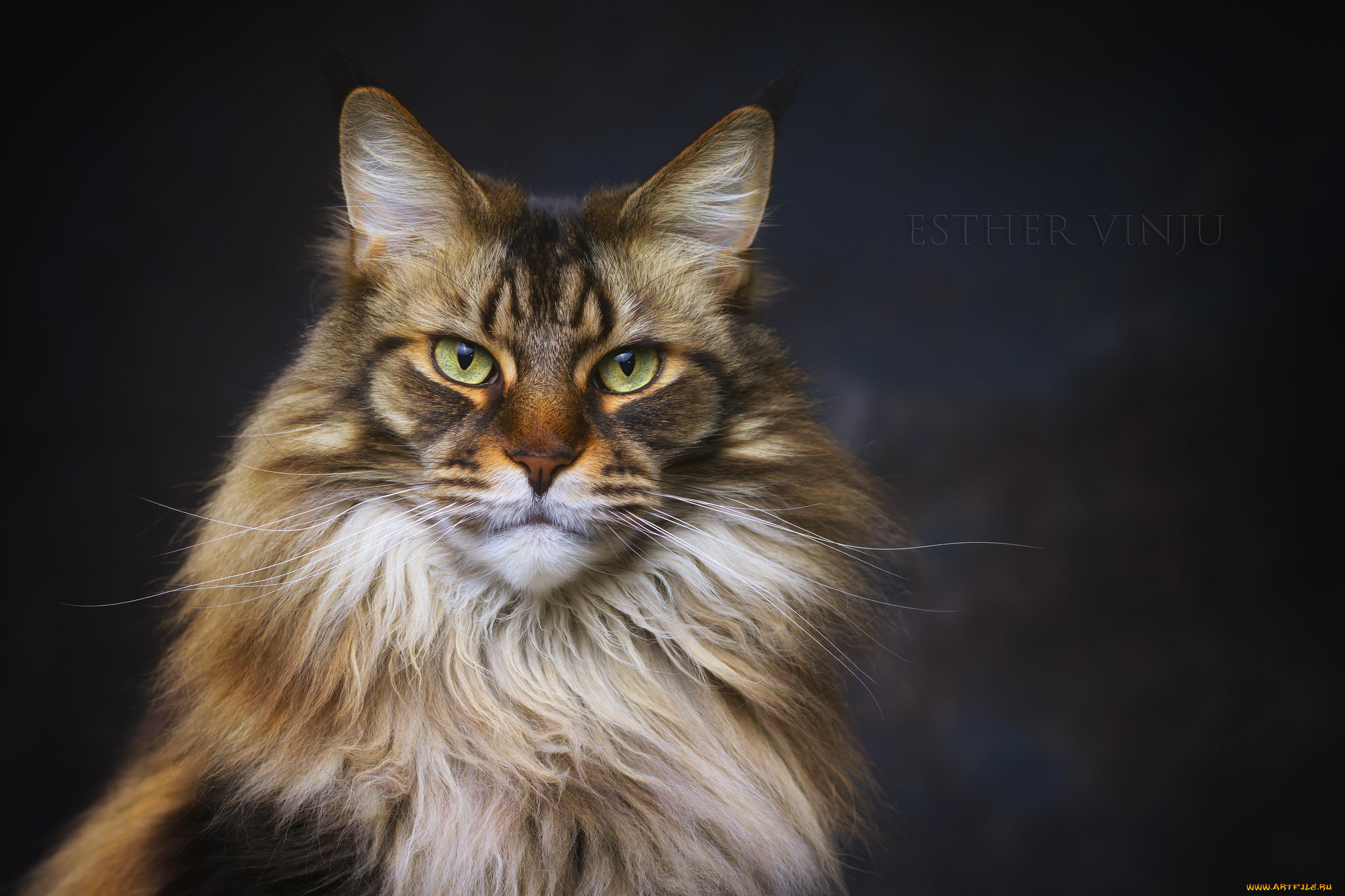 животные, коты, взгляд, кот, киса