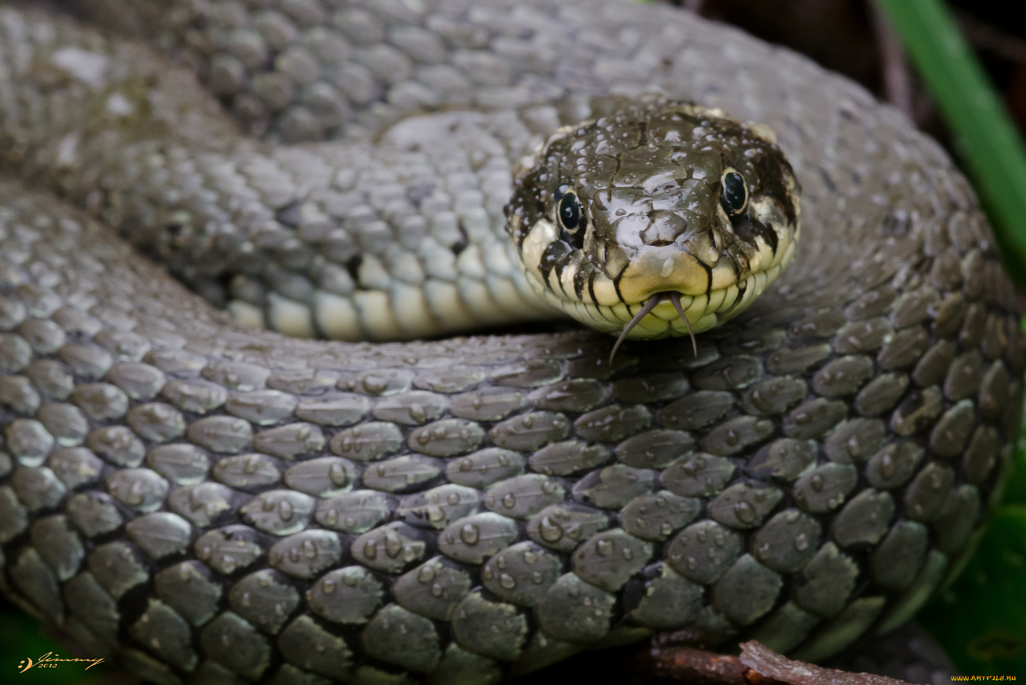 животные, змеи, , питоны, , кобры, капли, змея, макро