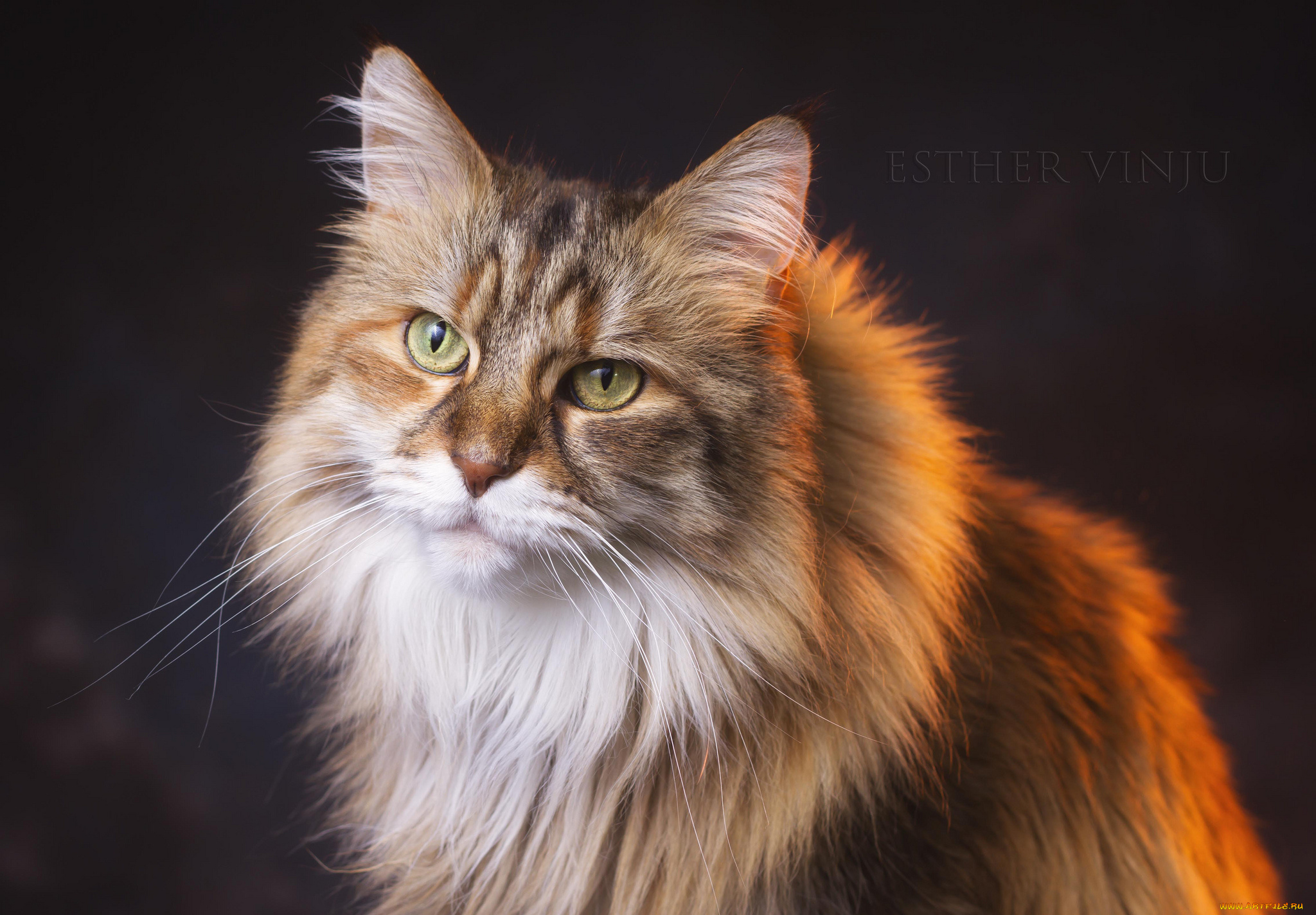 животные, коты, взгляд, кот, киса