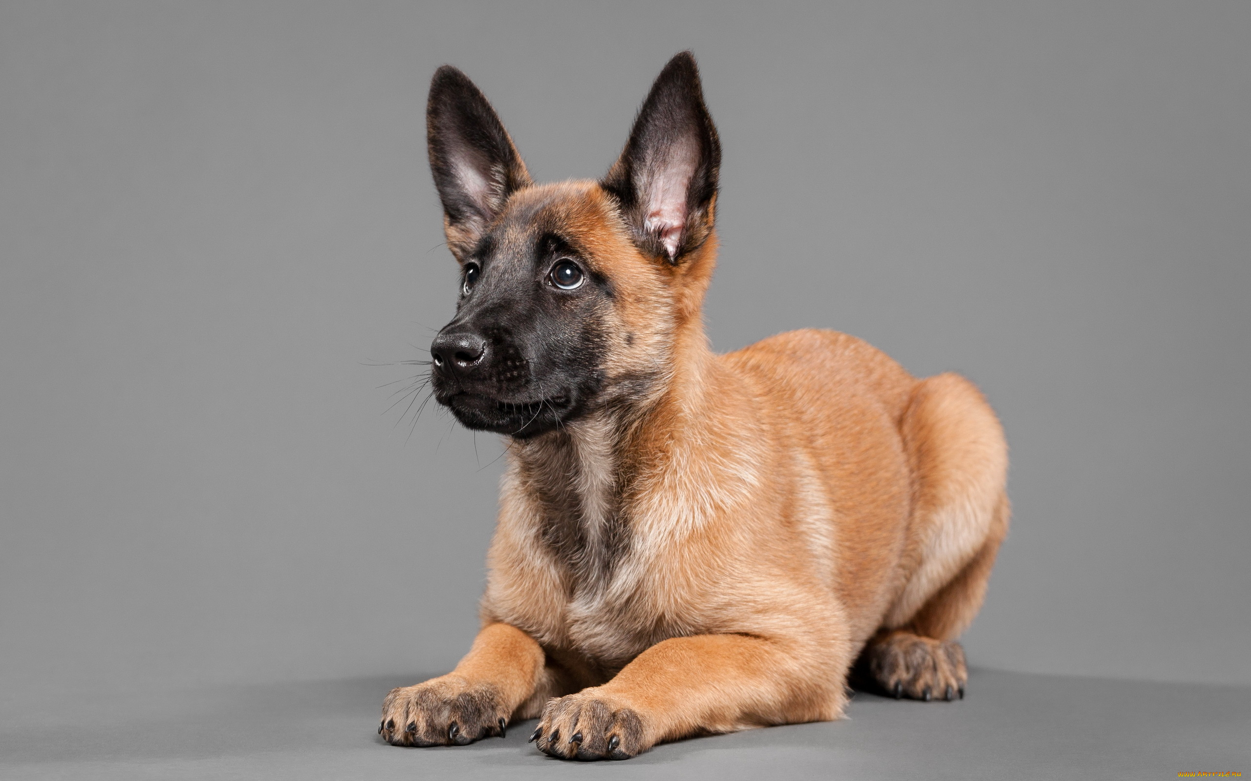 животные, собаки, собака, взгляд, фон