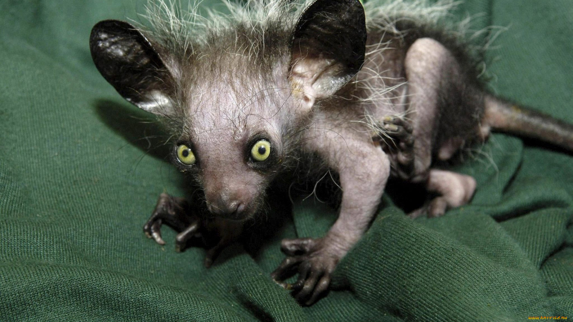 aye-aye, животные, -, другое, приматы, млекопитающее, руконожка