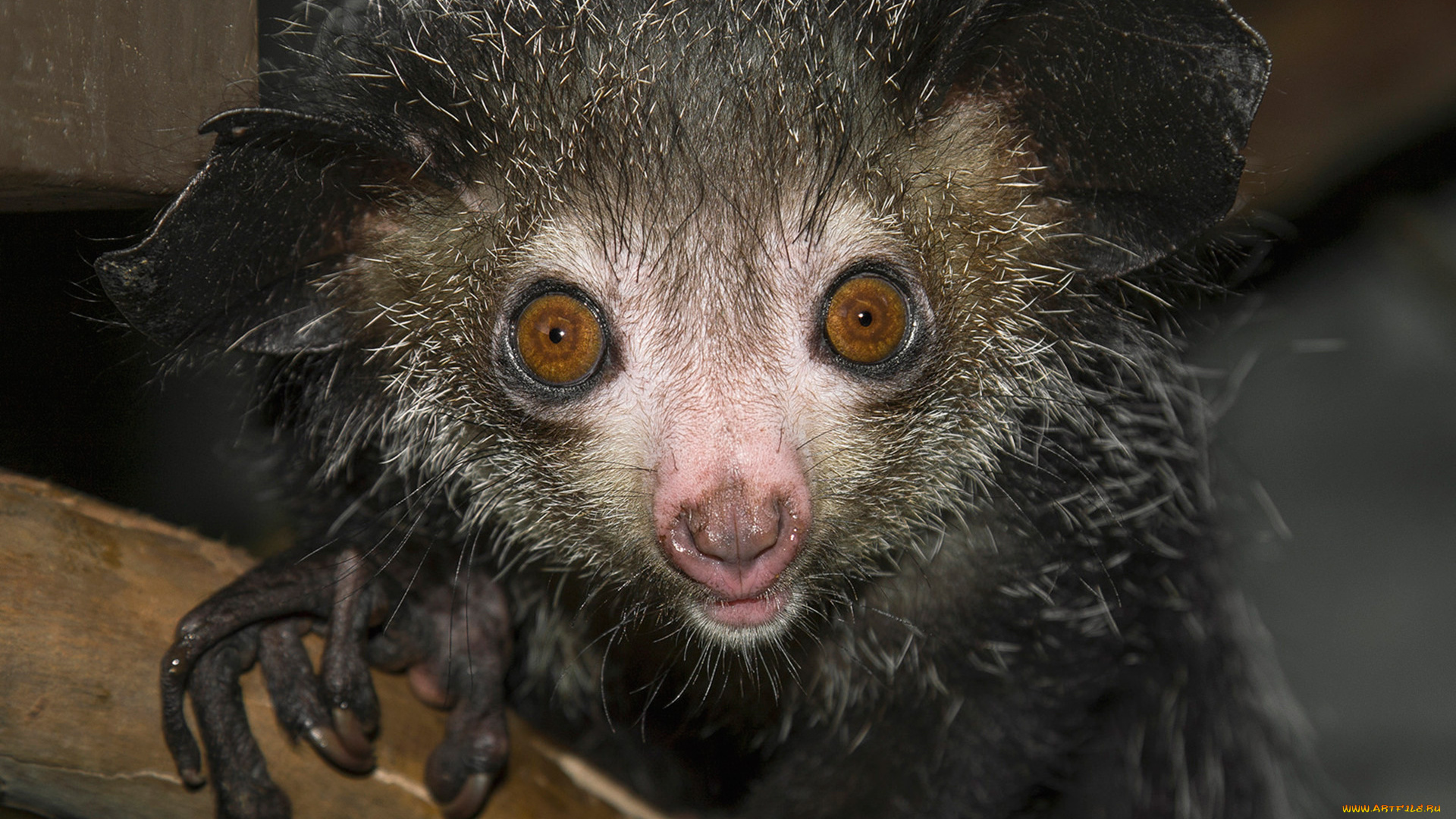aye-aye, животные, -, другое, приматы, руконожка, млекопитающее