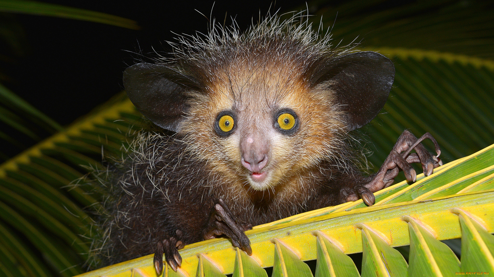 aye-aye, животные, -, другое, приматы, руконожка, млекопитающее