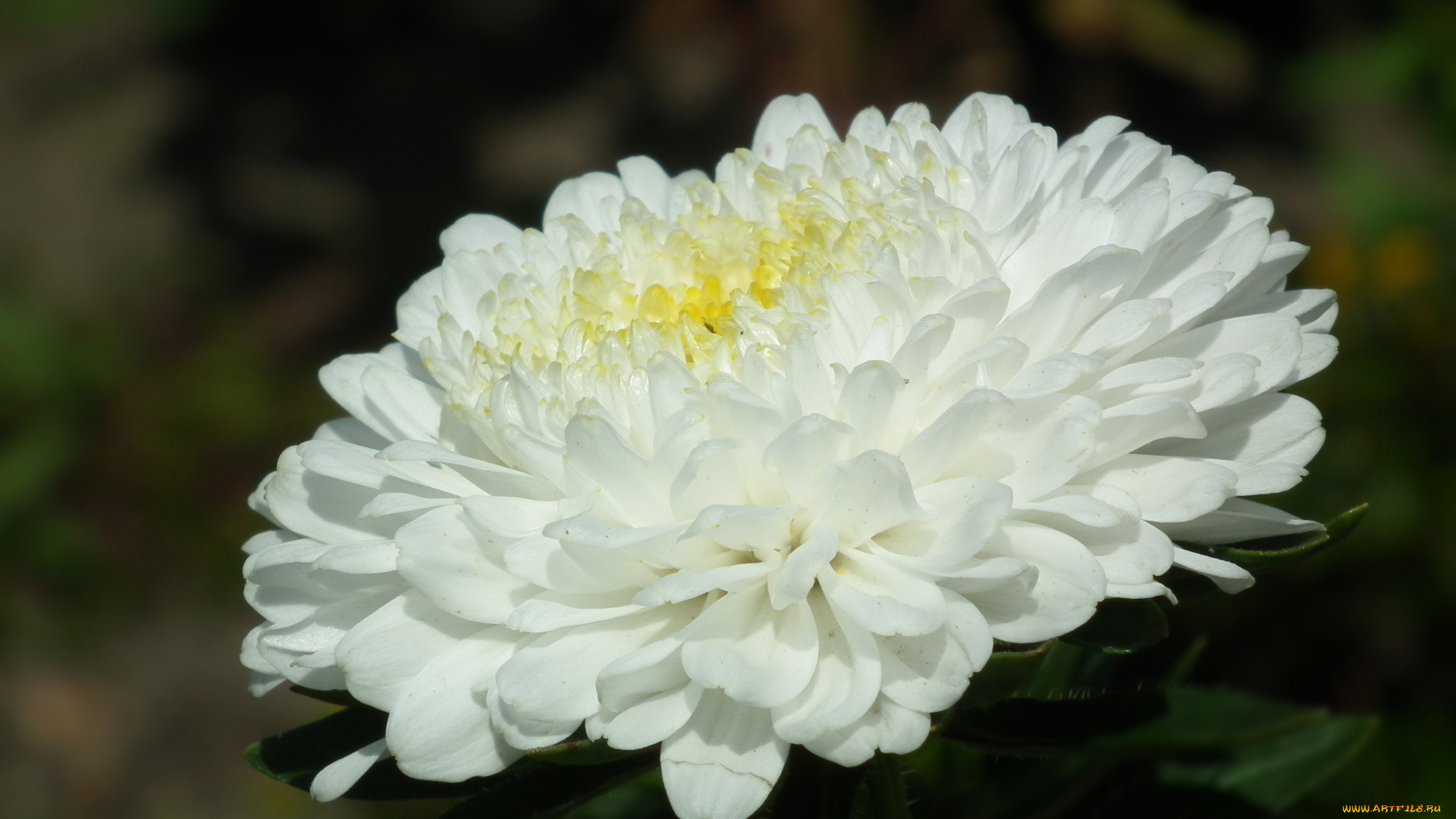 цветы, астры, макро