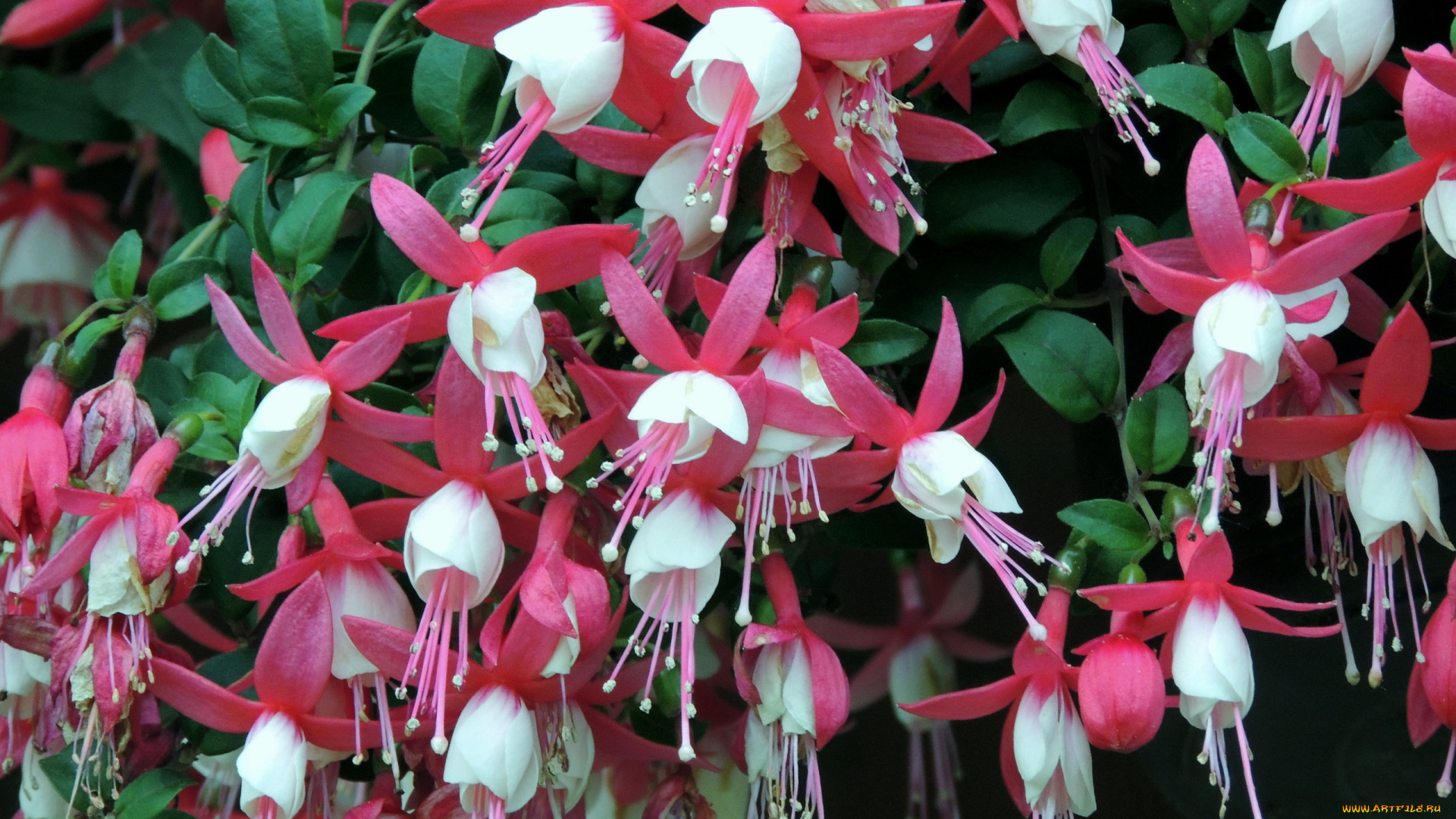 цветы, фуксия, белый, розовый, много