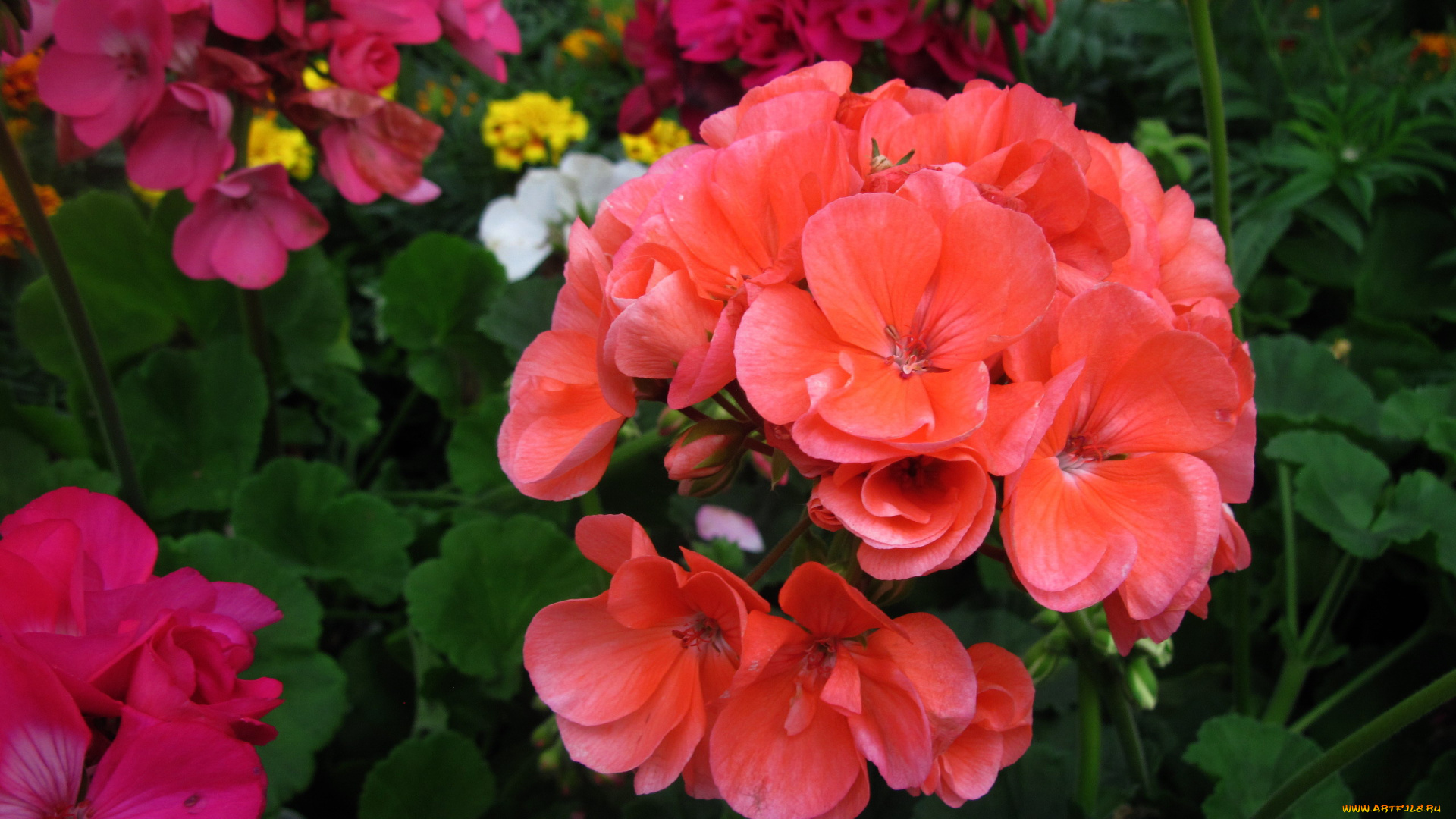 цветы, герань, соцветие