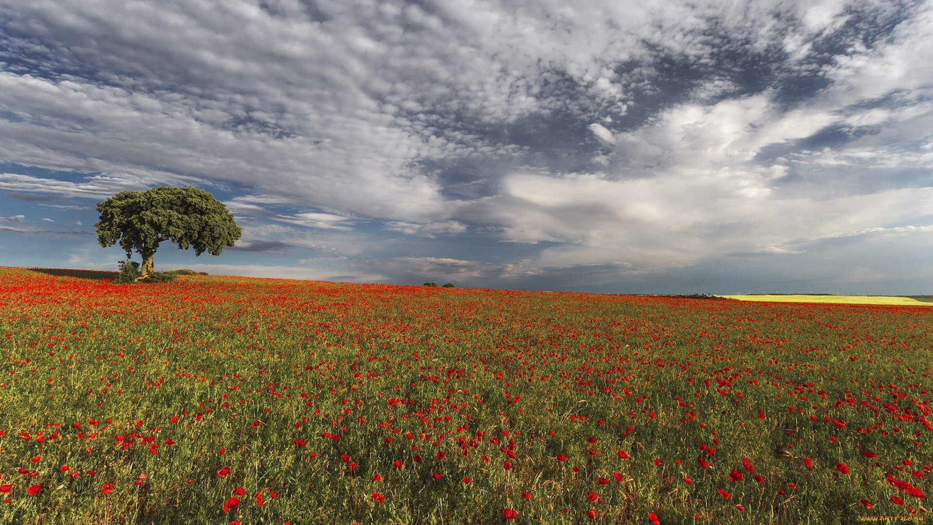 цветы, маки, небо, дерево, поле