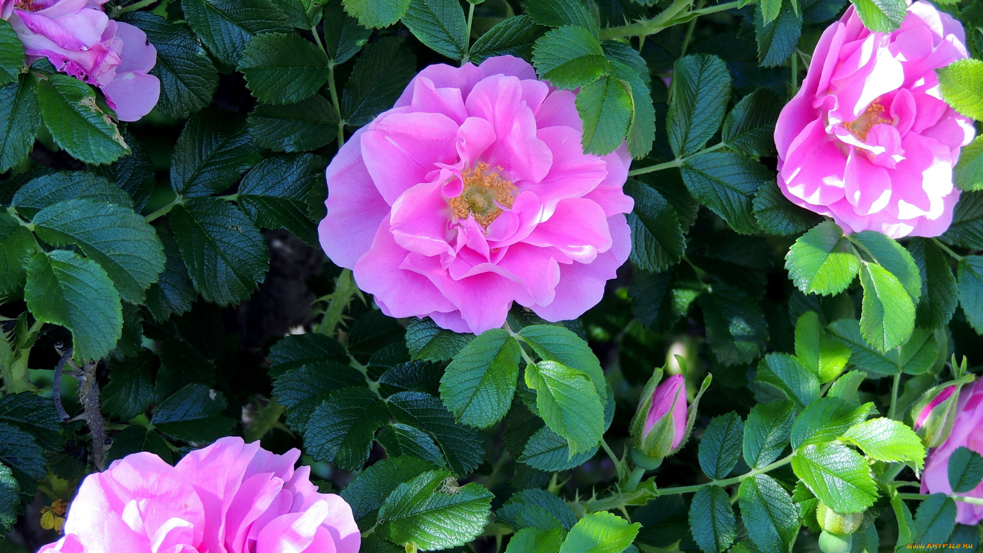 цветы, шиповник, розовый