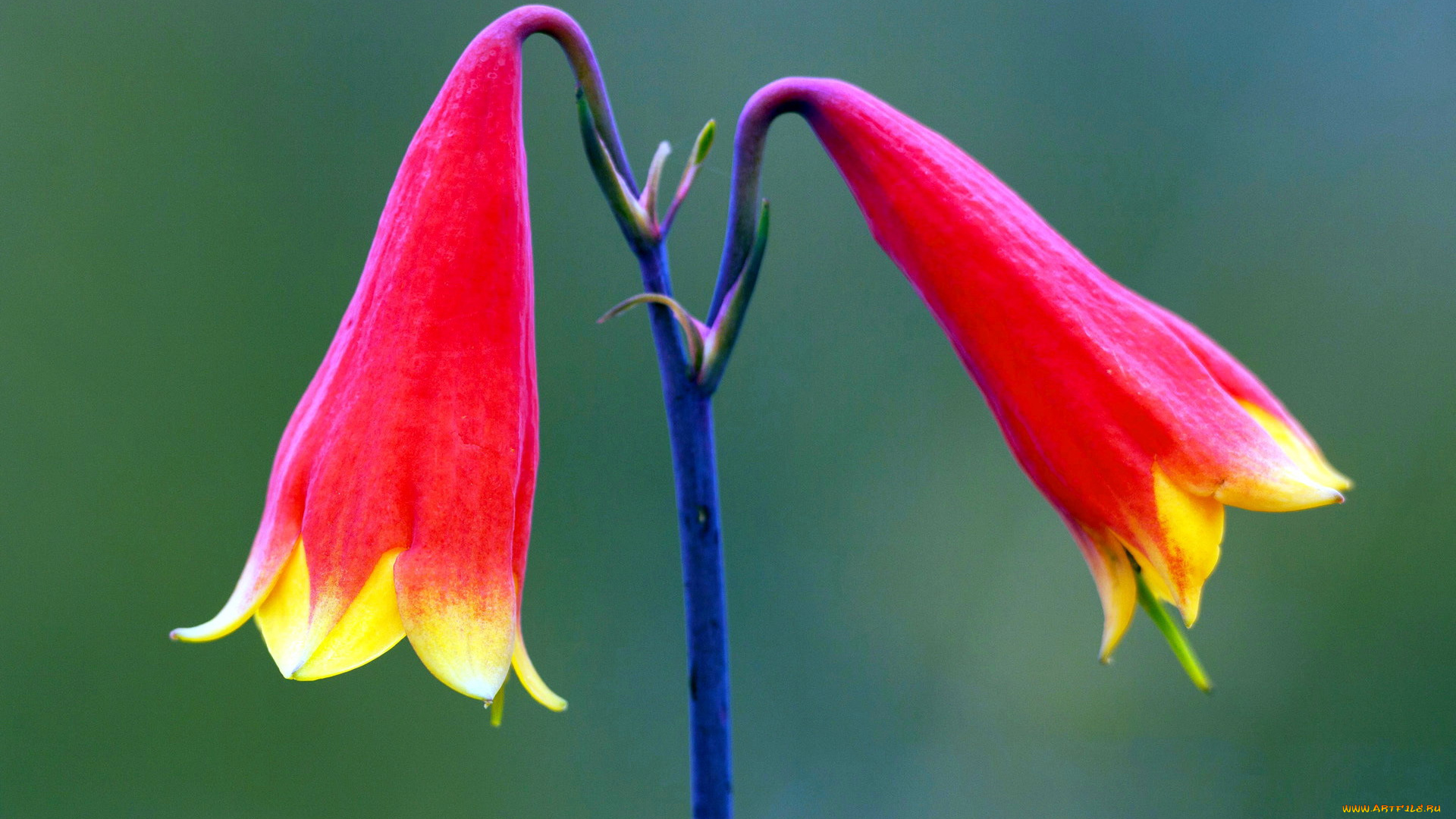 цветы, стебель, красные, колокольчики, пара