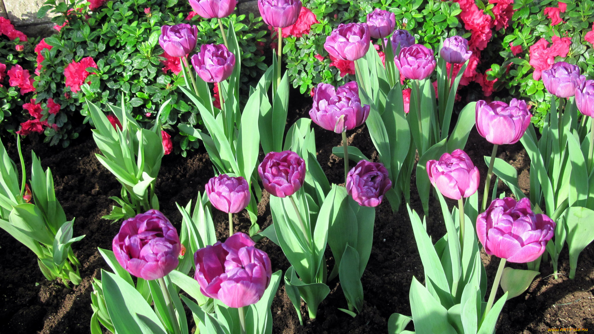 цветы, тюльпаны, бутоны