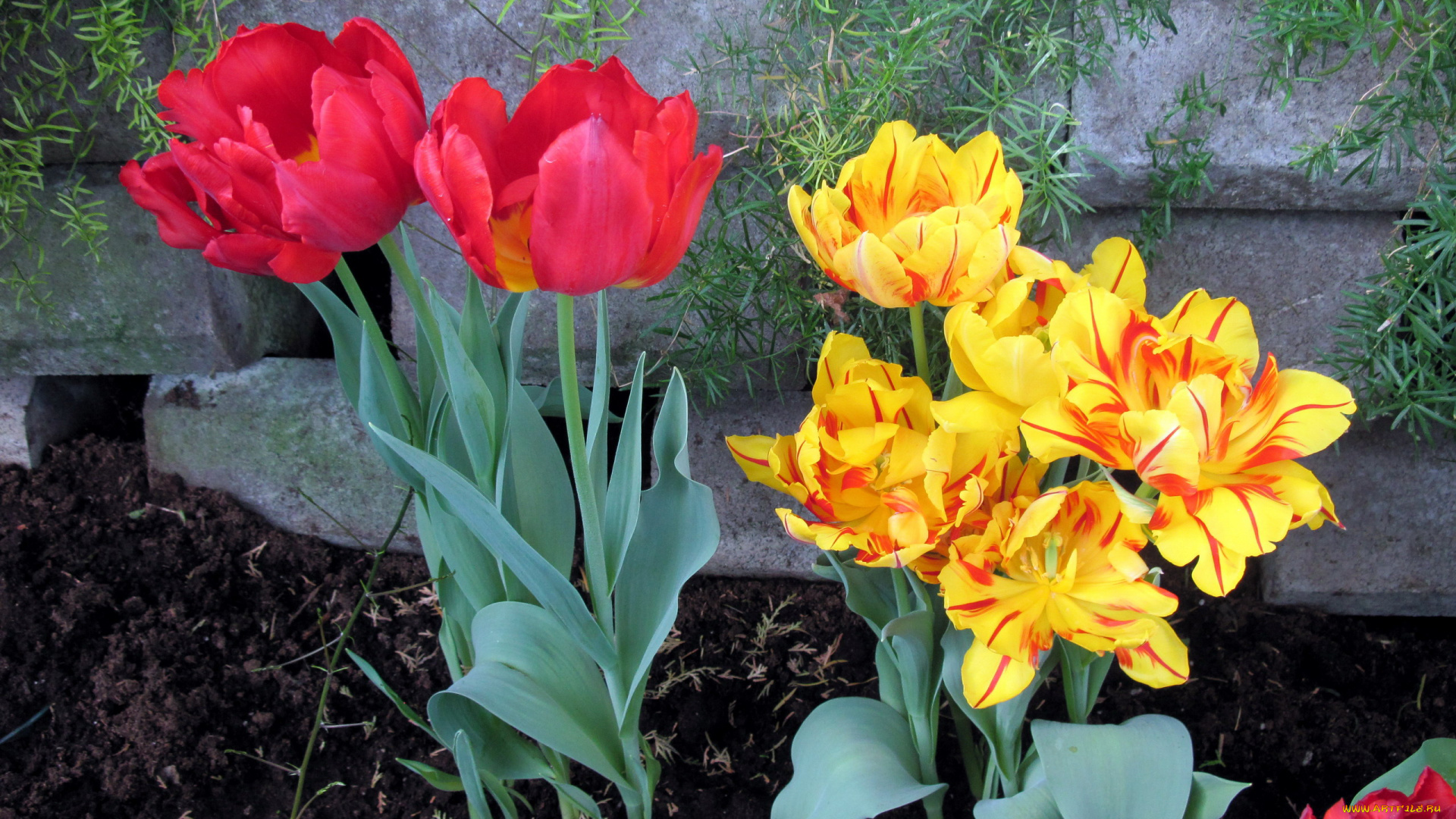 цветы, тюльпаны, пестрый