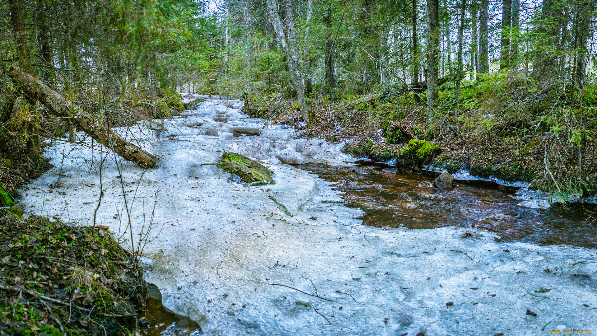 природа, реки, озера, река, лес