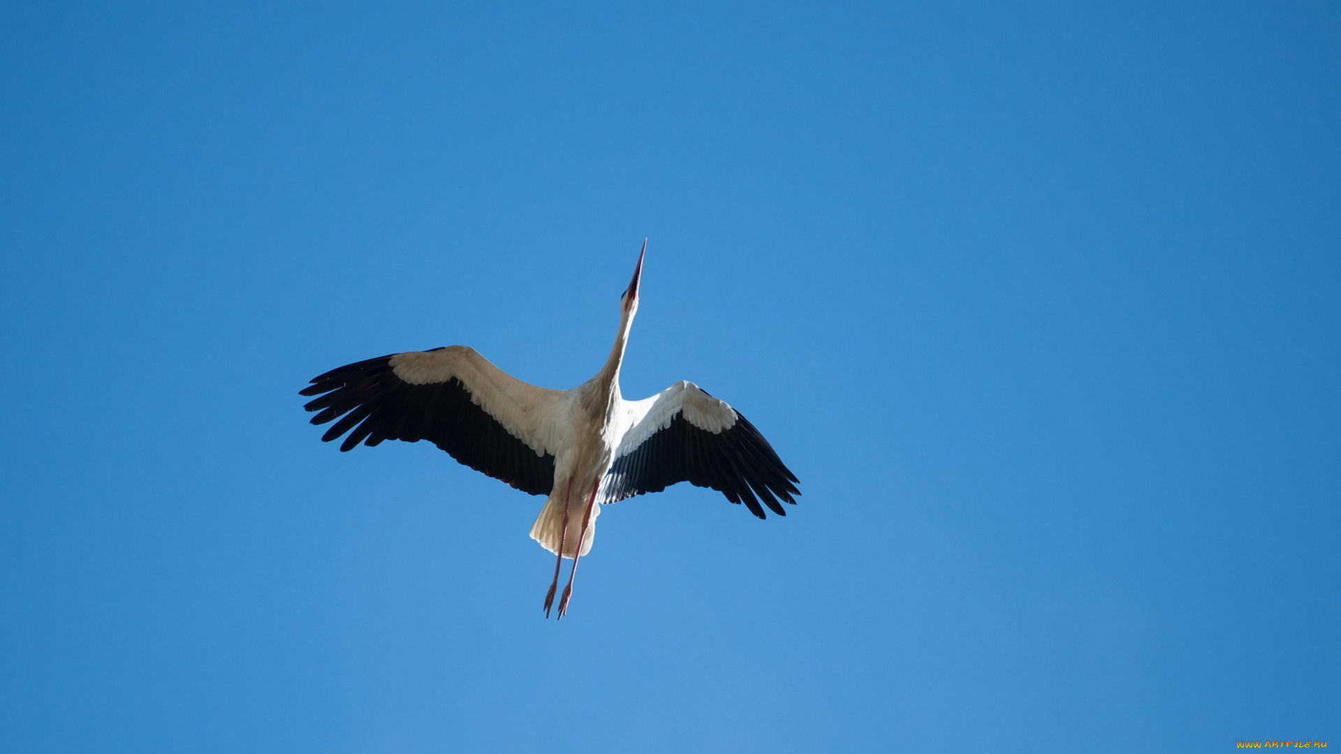 животные, аисты, птица, аист, небо