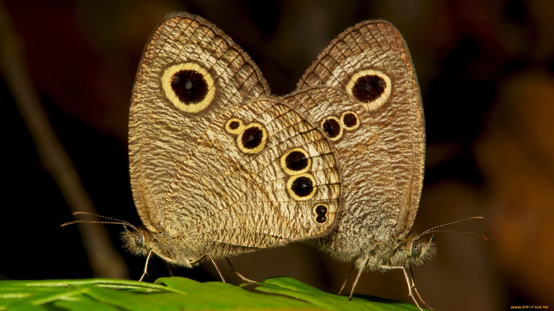 животные, бабочки, , мотыльки, , моли