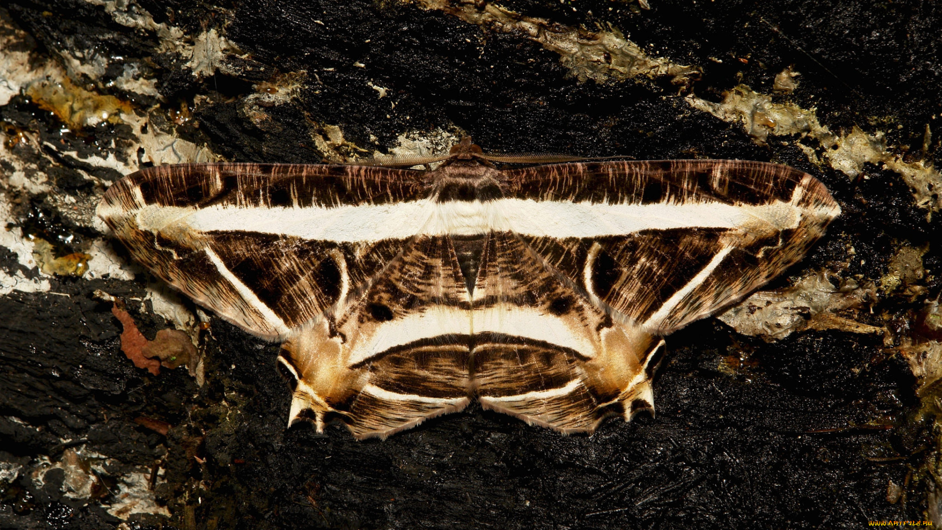 животные, бабочки, , мотыльки, , моли, бабочка