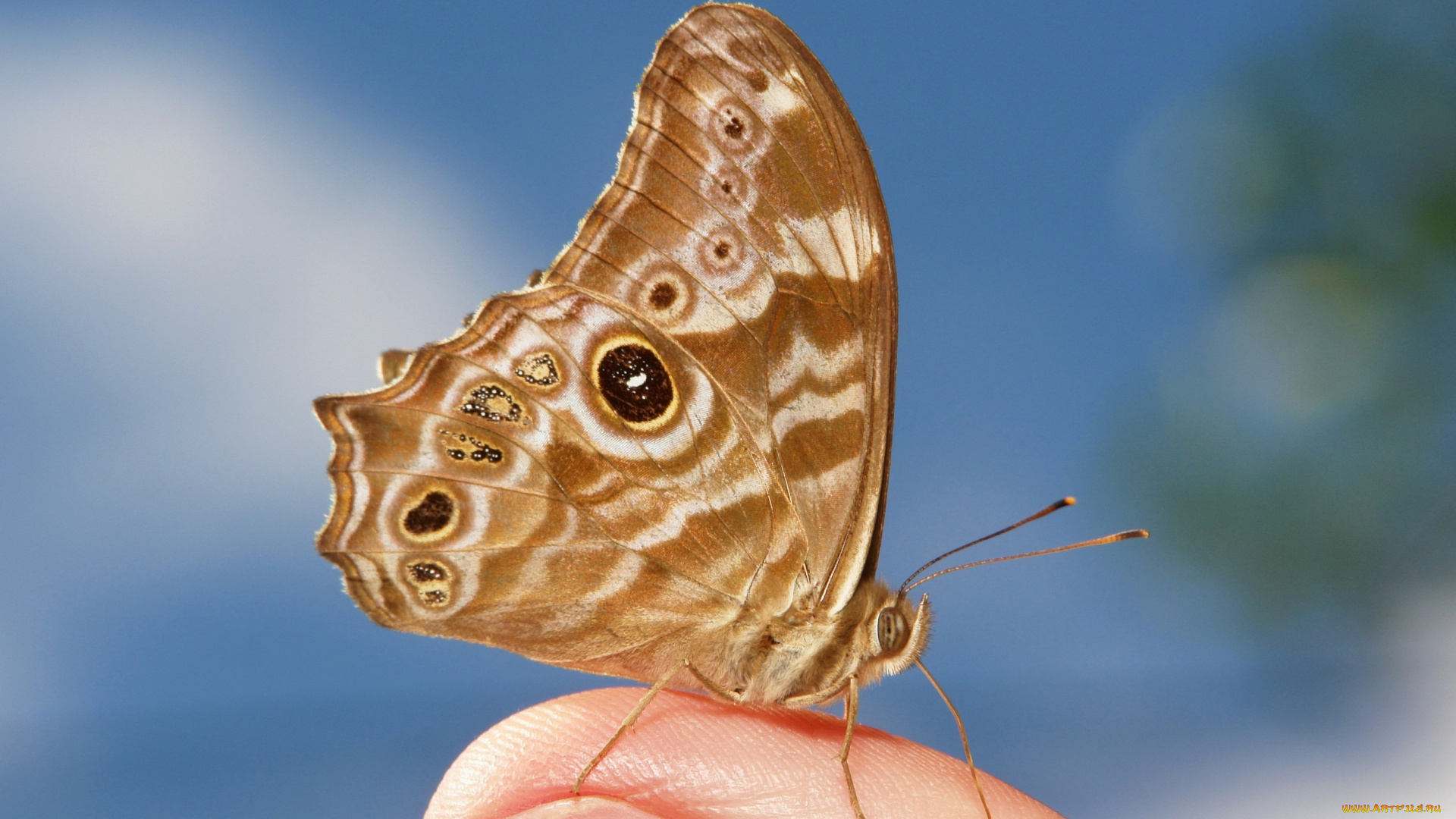 животные, бабочки, , мотыльки, , моли, бабочка