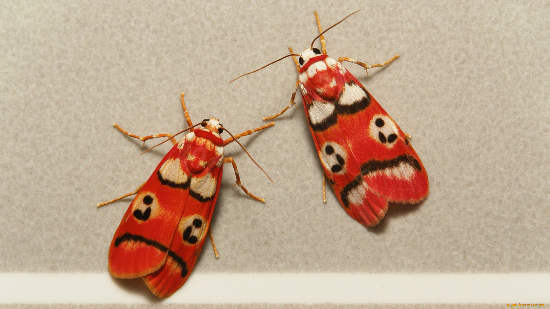 животные, бабочки, , мотыльки, , моли, бабочка