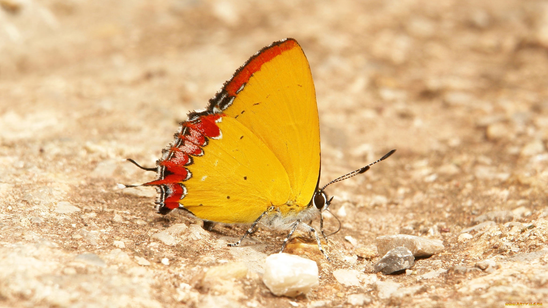 животные, бабочки, , мотыльки, , моли, бабочка