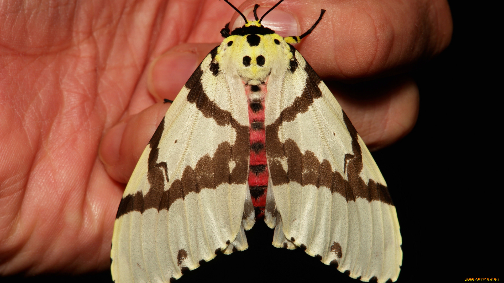 животные, бабочки, , мотыльки, , моли, бабочка