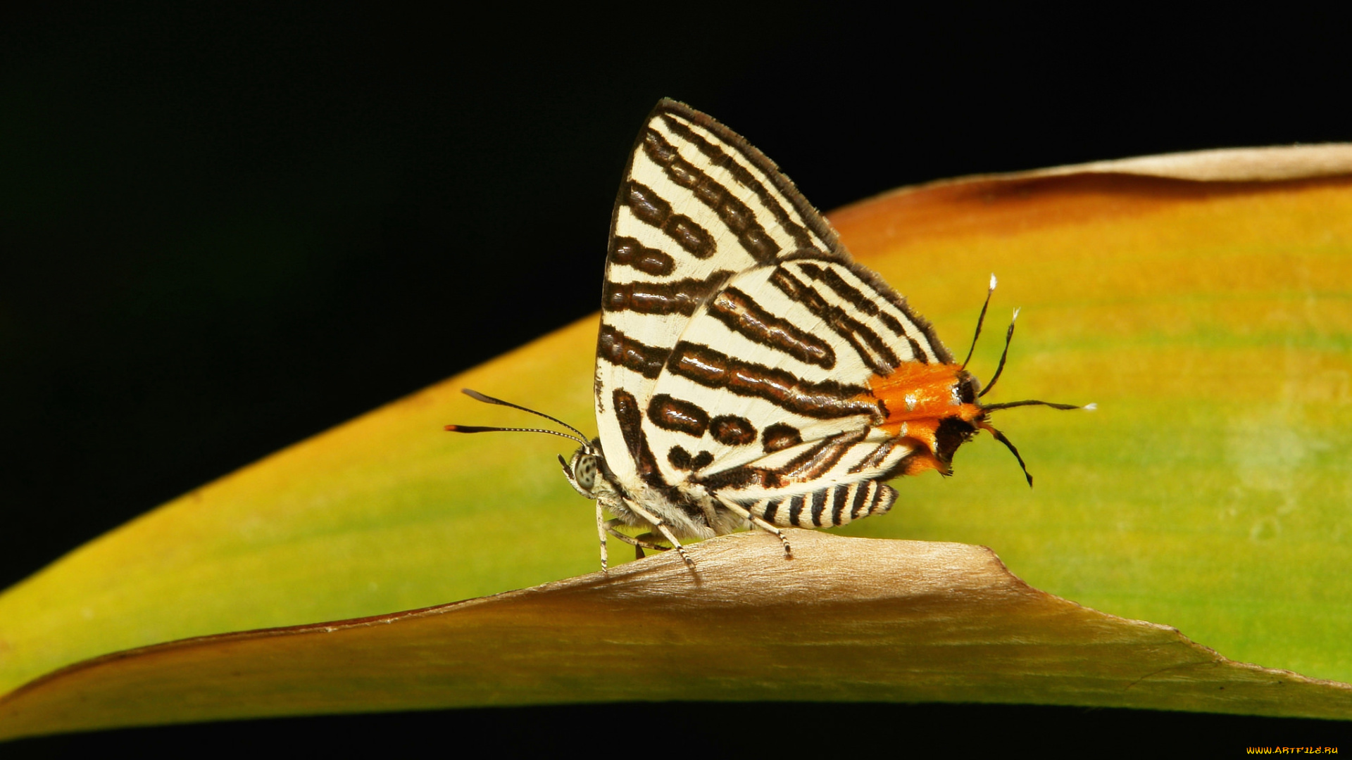 животные, бабочки, , мотыльки, , моли, бабочка