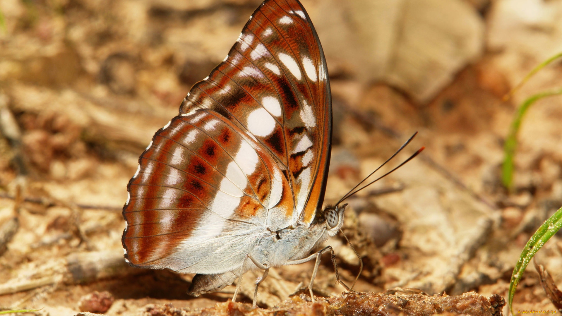 животные, бабочки, , мотыльки, , моли, бабочка