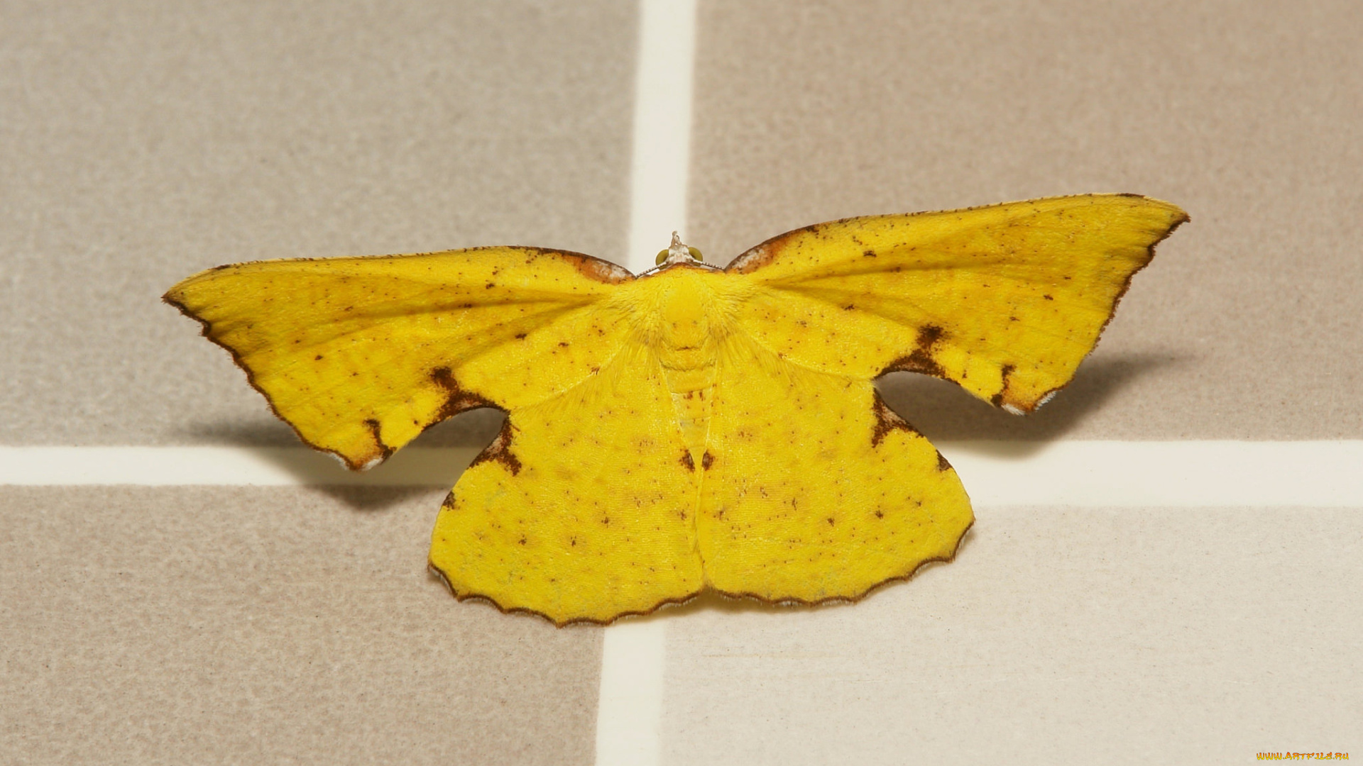 животные, бабочки, , мотыльки, , моли, бабочка