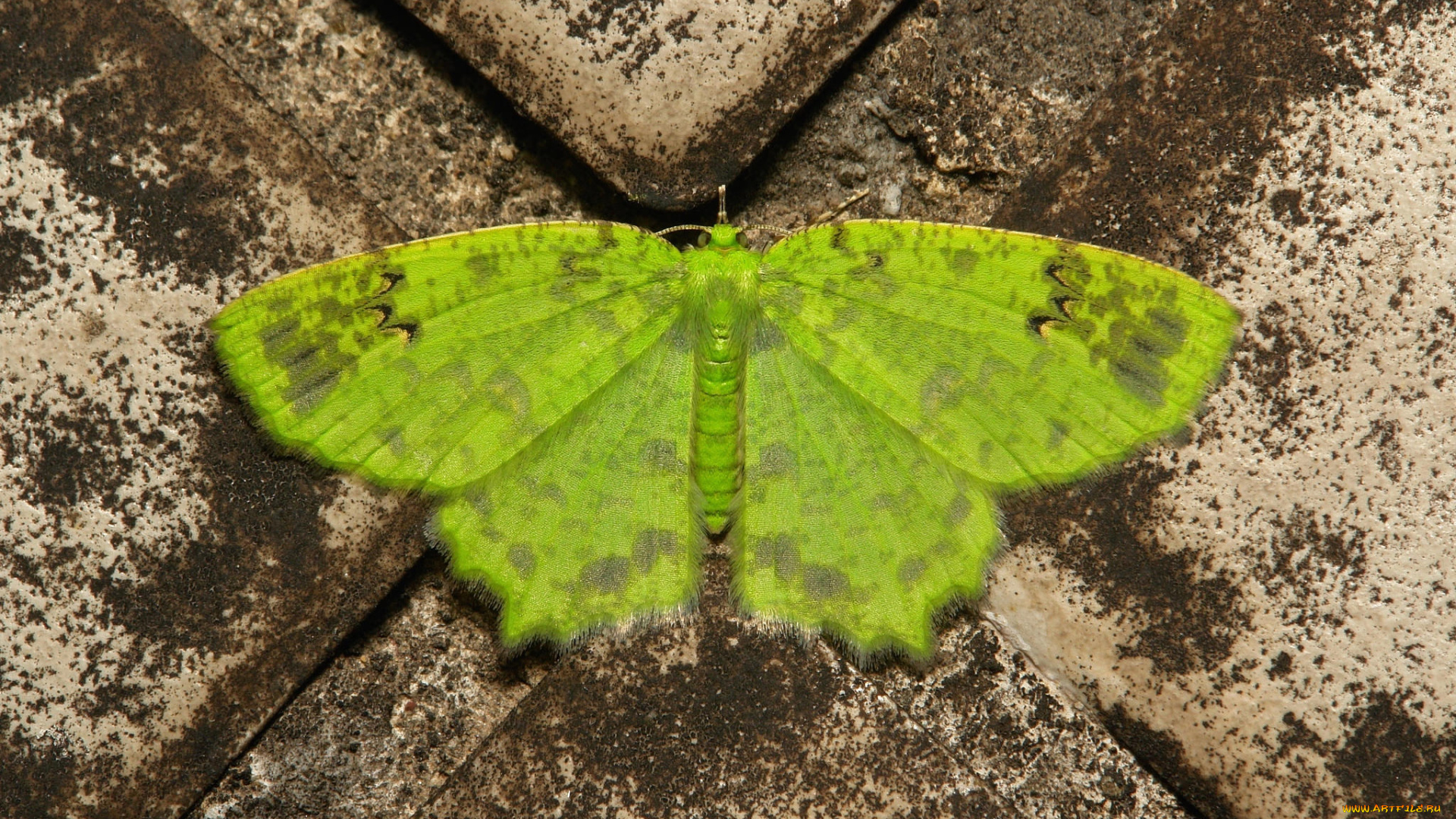 животные, бабочки, , мотыльки, , моли, бабочка