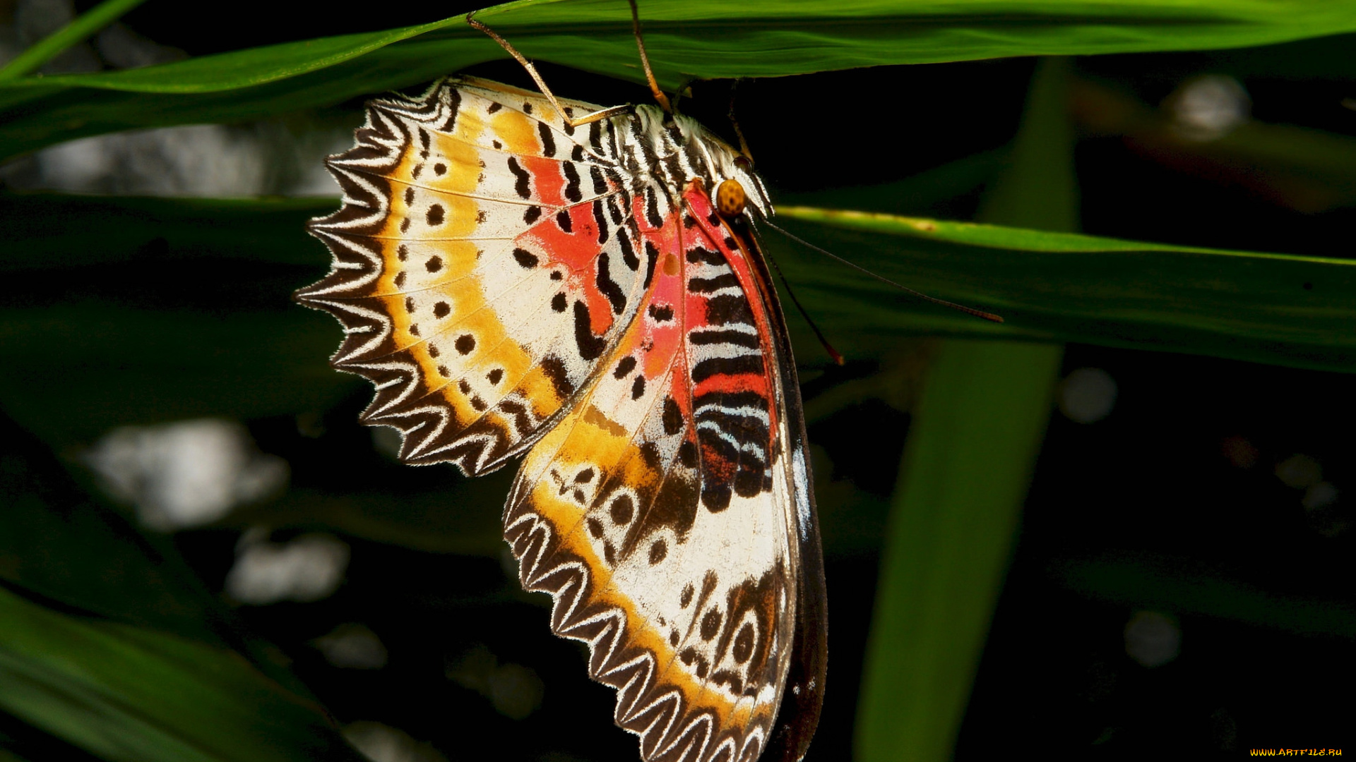 животные, бабочки, , мотыльки, , моли, бабочка