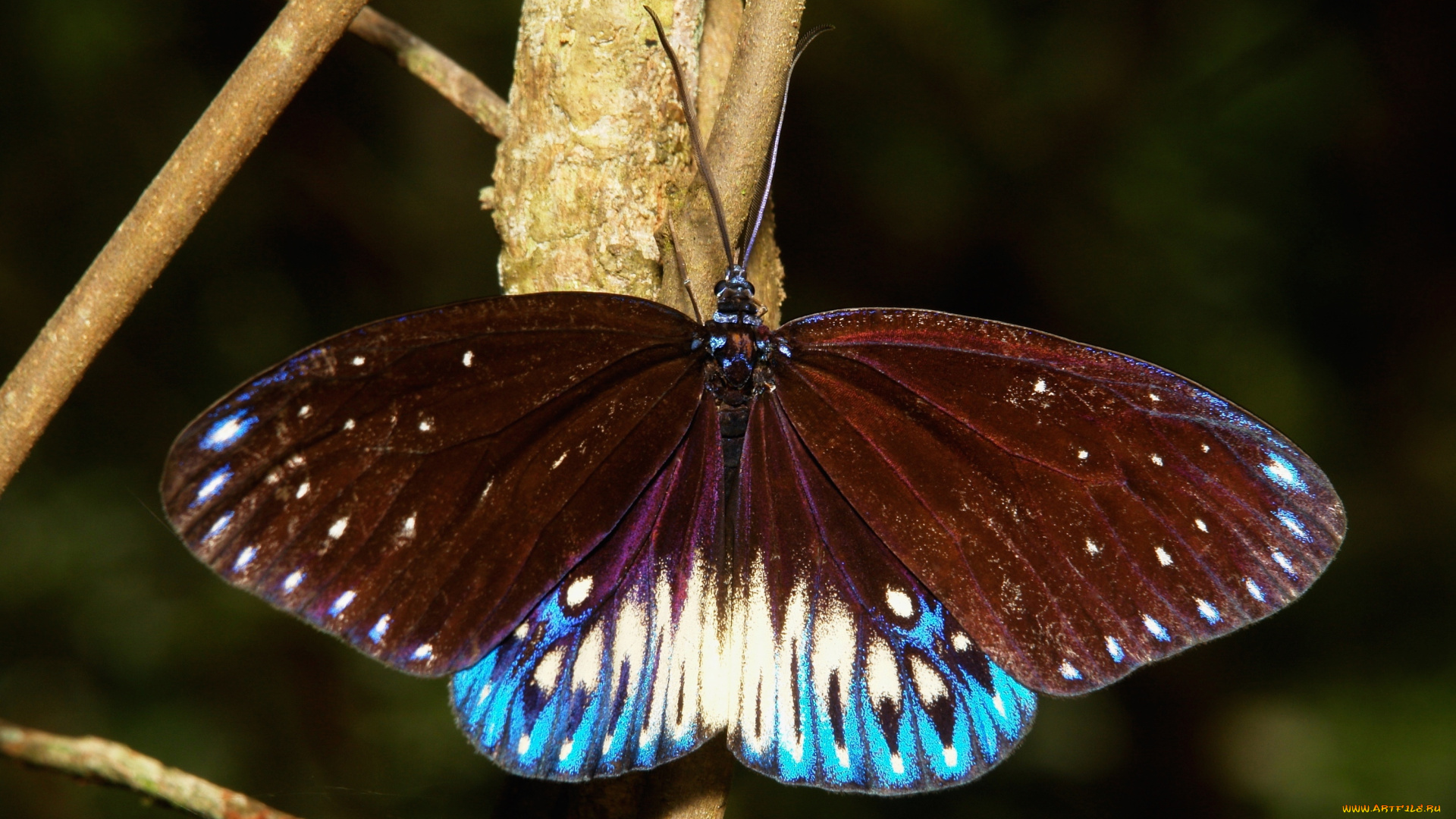 животные, бабочки, , мотыльки, , моли, бабочка
