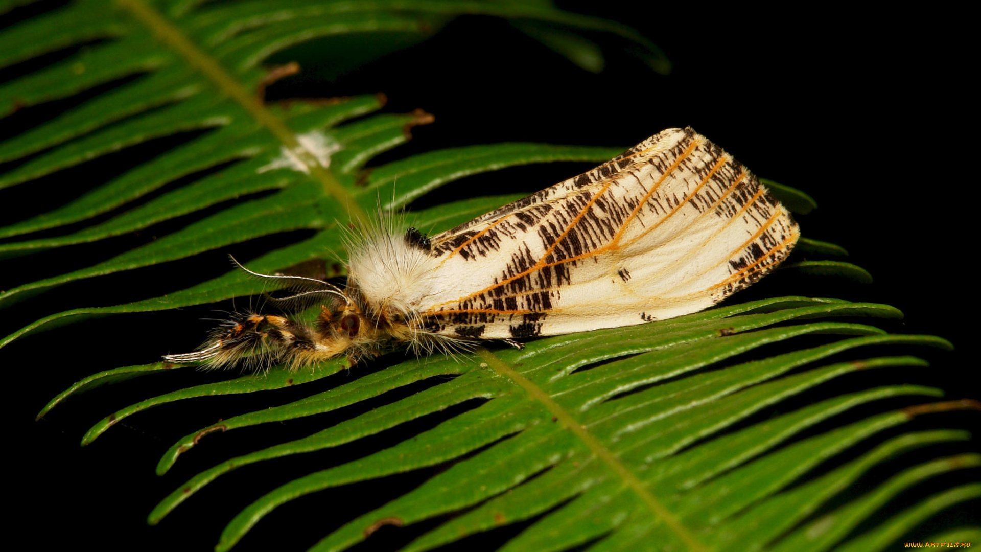 животные, бабочки, , мотыльки, , моли, моль