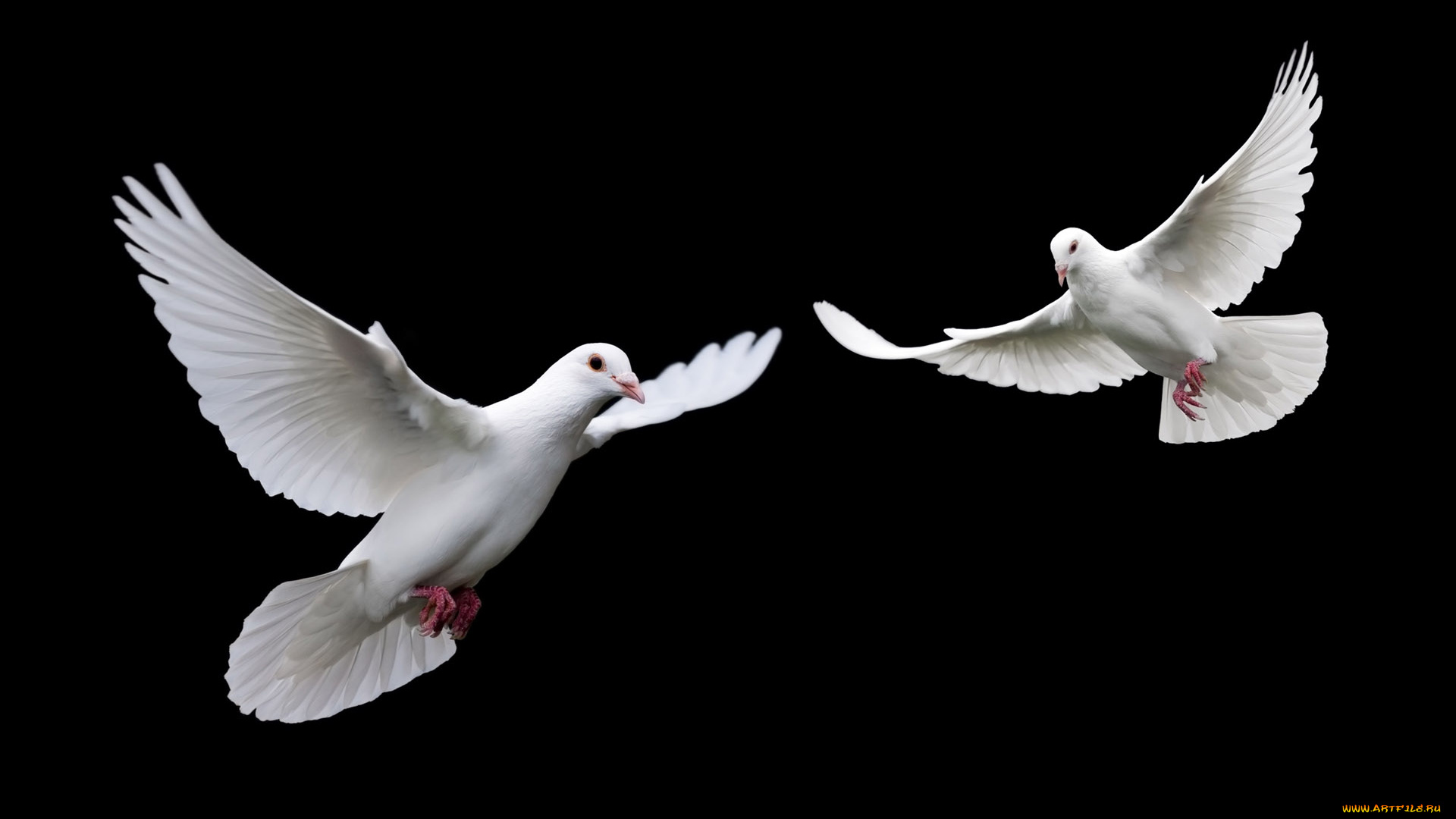 животные, голуби, птицы, чёрный, фон, белые