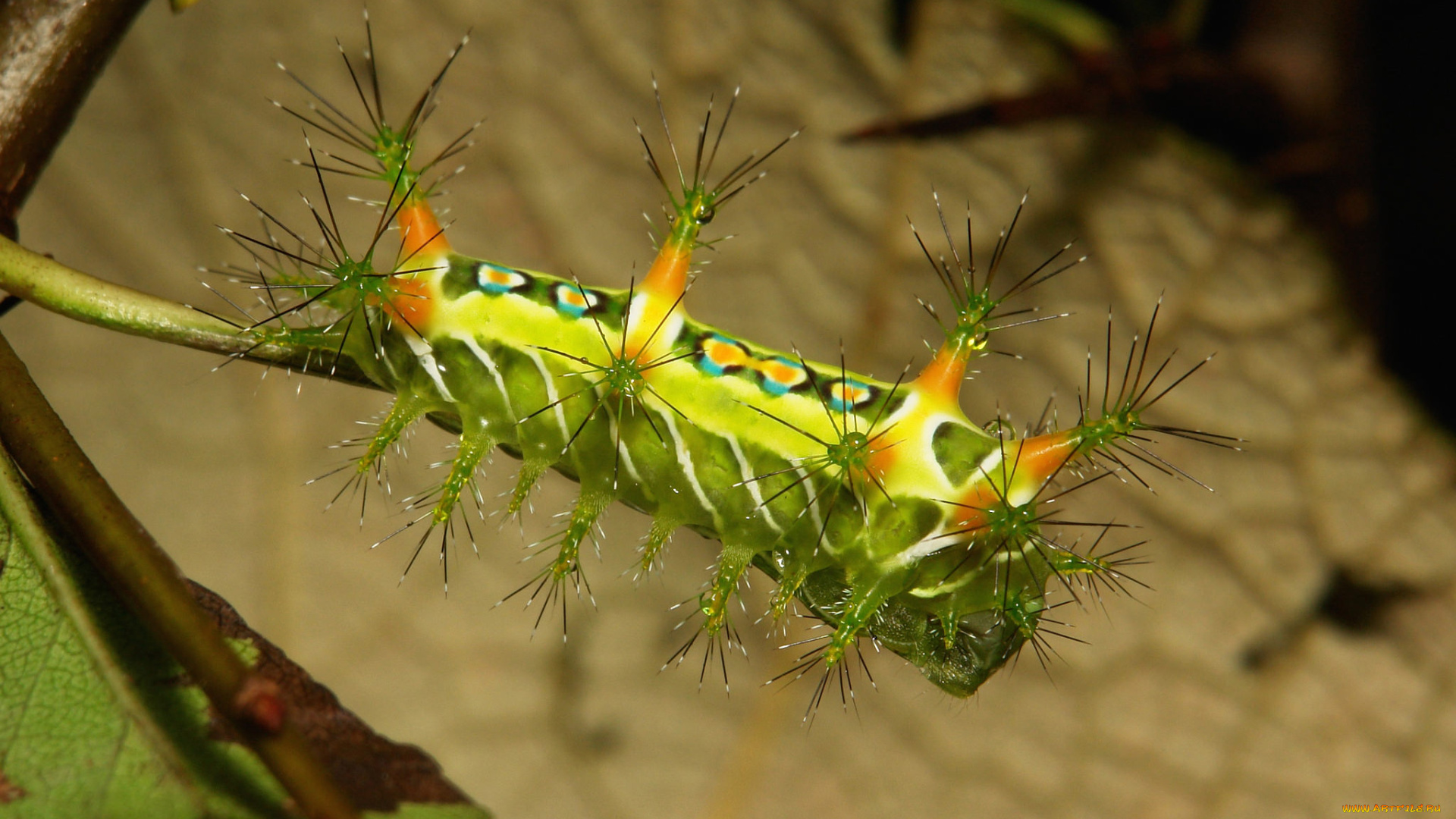 животные, гусеницы, гусеница