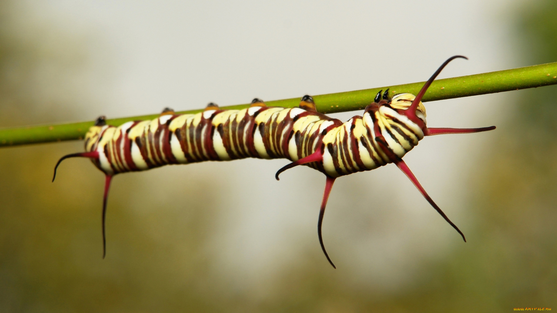 животные, гусеницы, гусеница