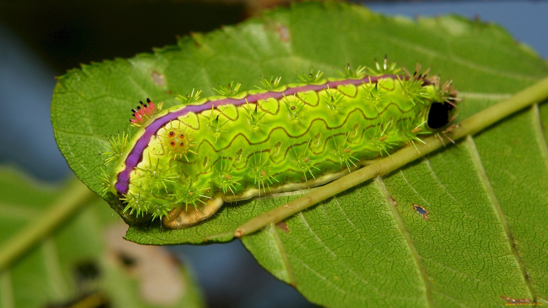 животные, гусеницы, гусеница