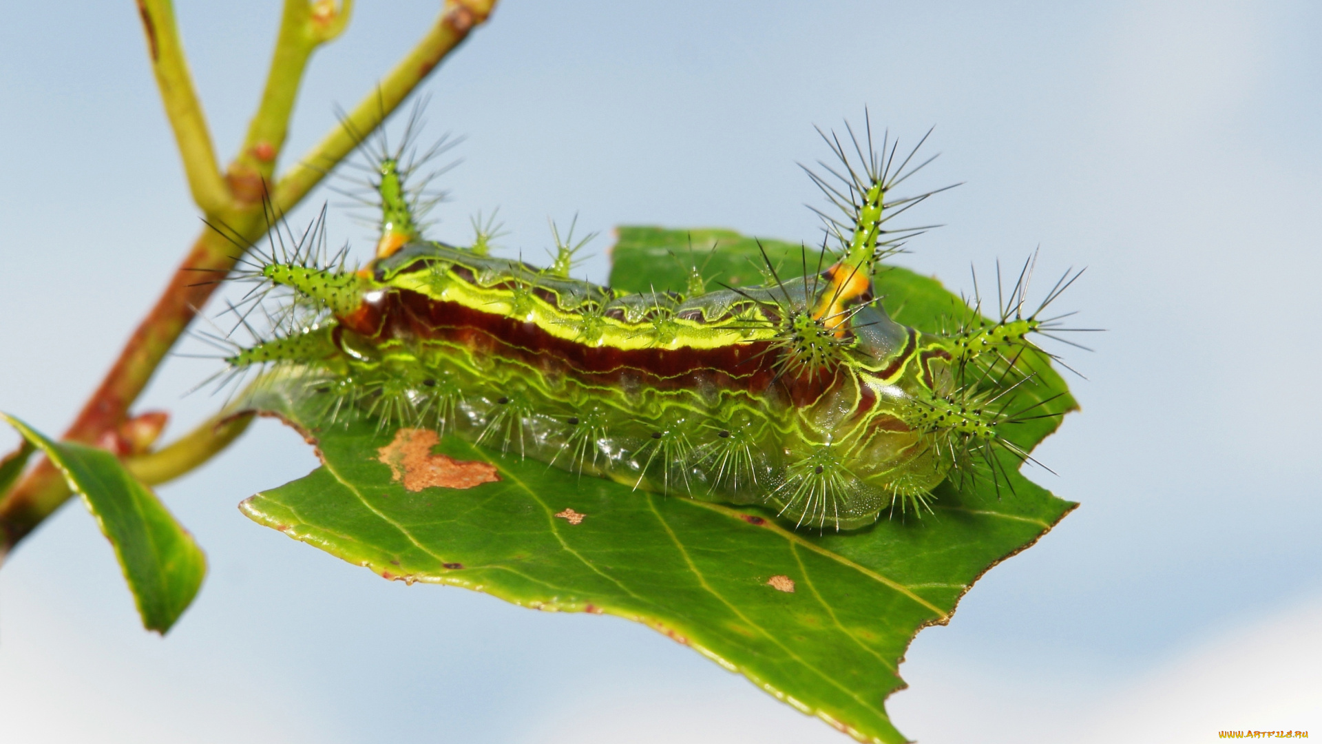 животные, гусеницы, гусеница