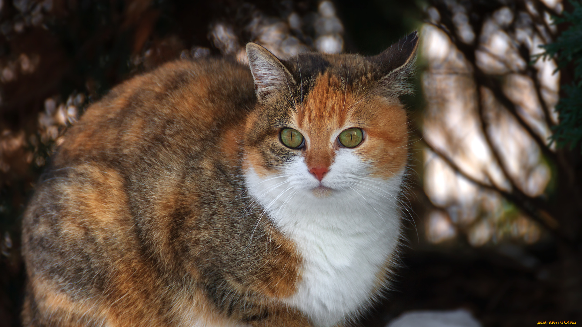 животные, коты, киса