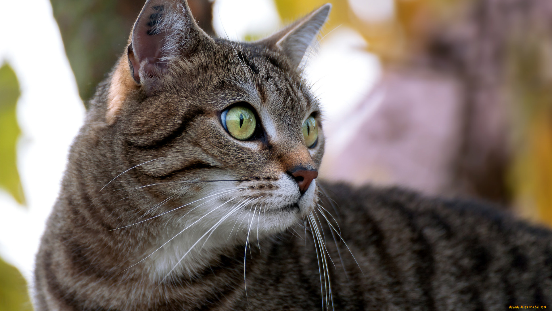 животные, коты, киса