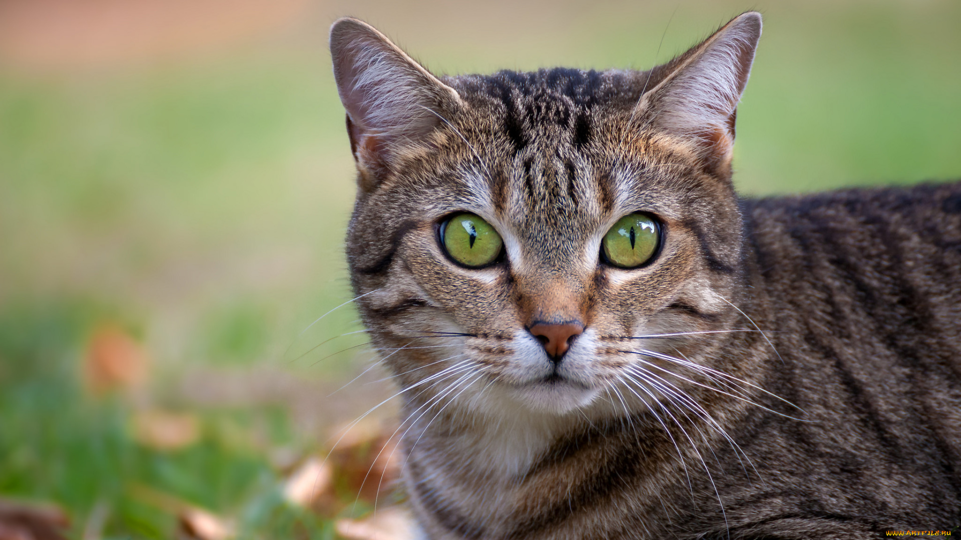 животные, коты, киса