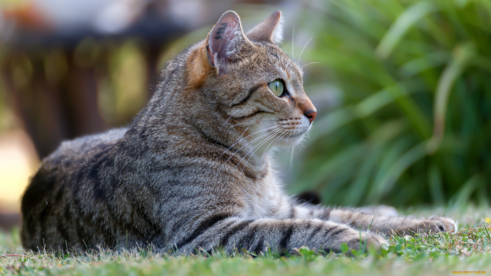 животные, коты, киса