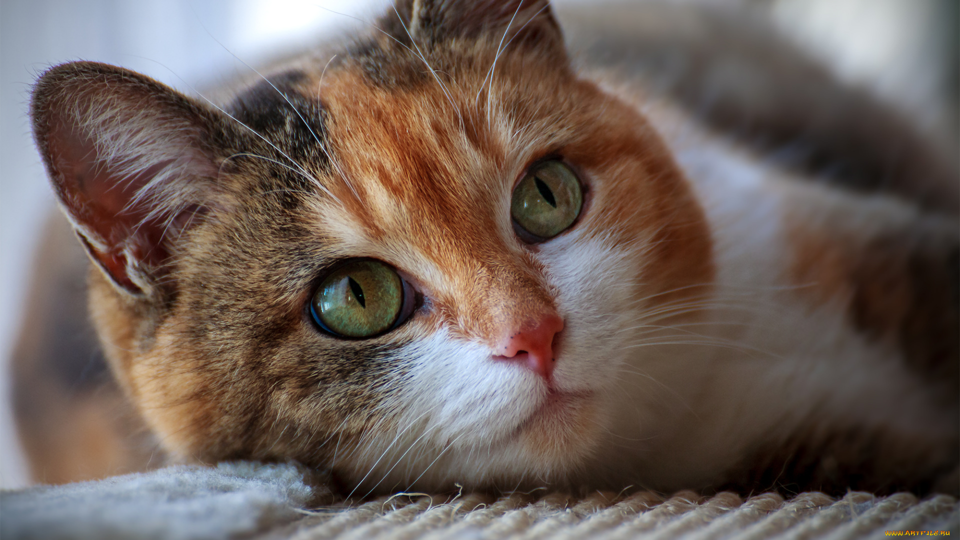 животные, коты, киса