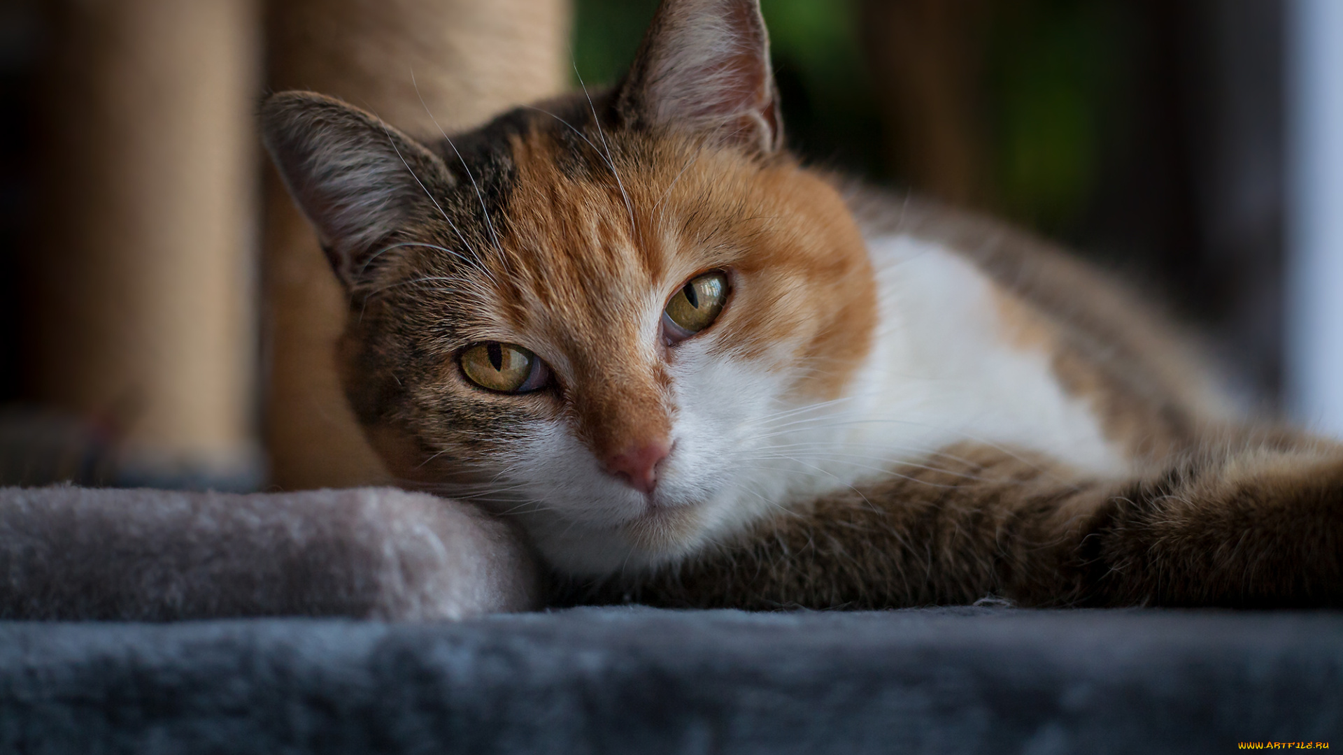 животные, коты, киса