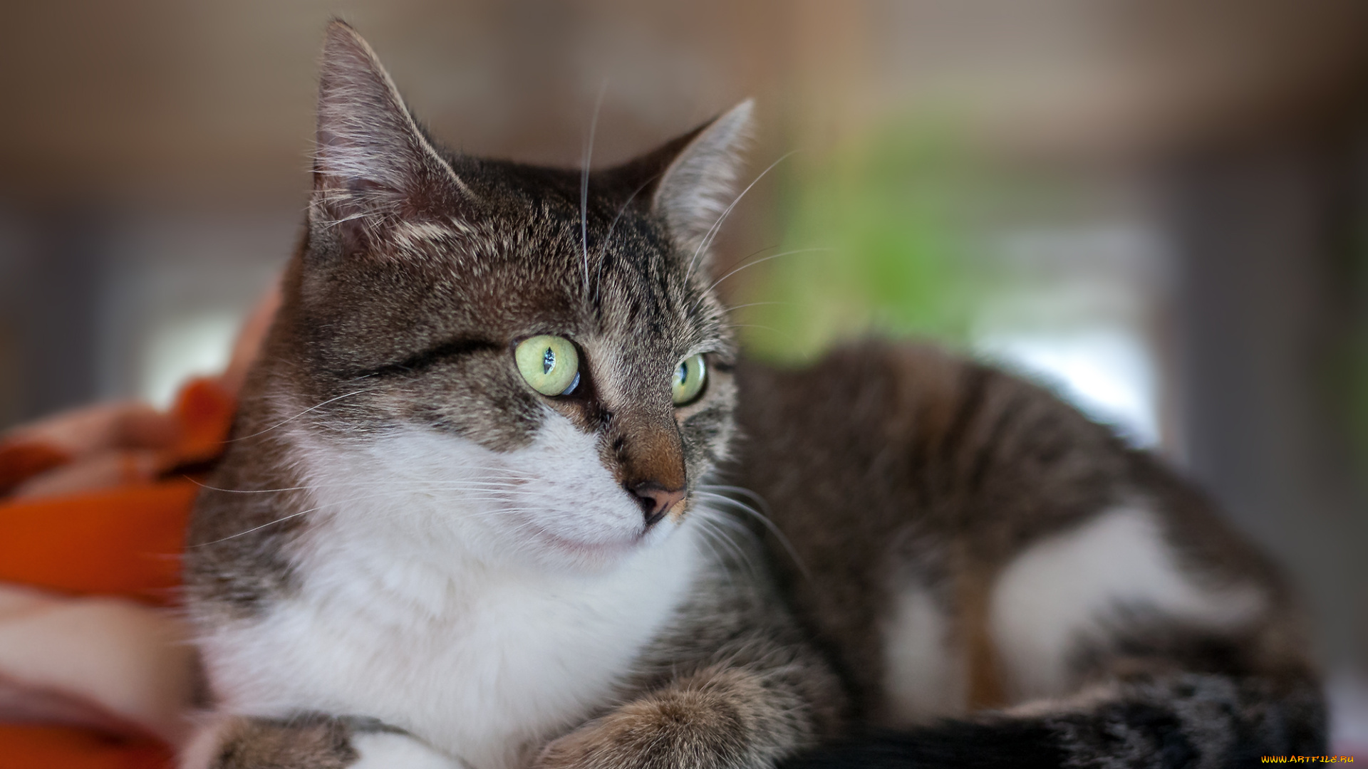 животные, коты, киса