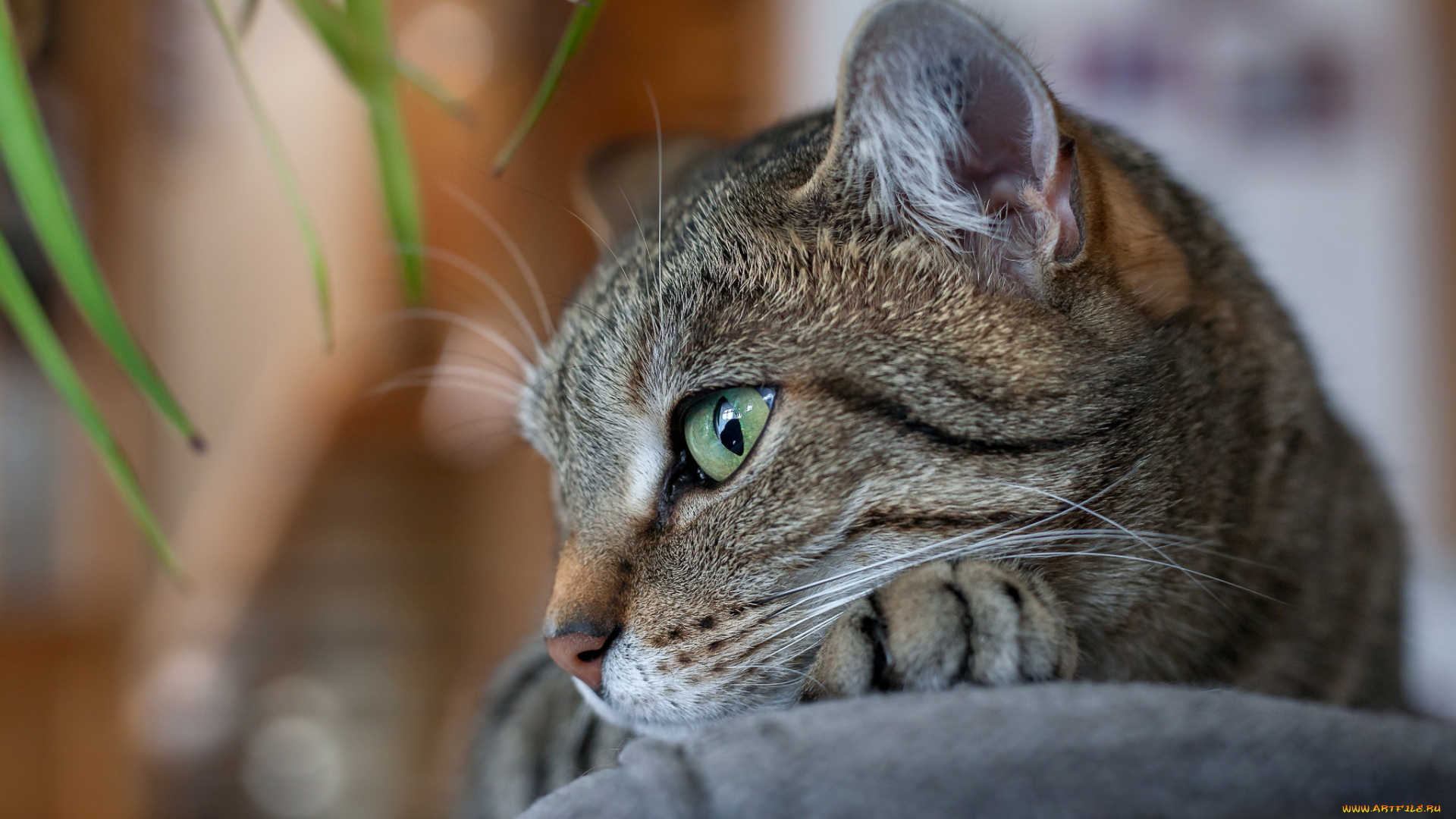 животные, коты, киса