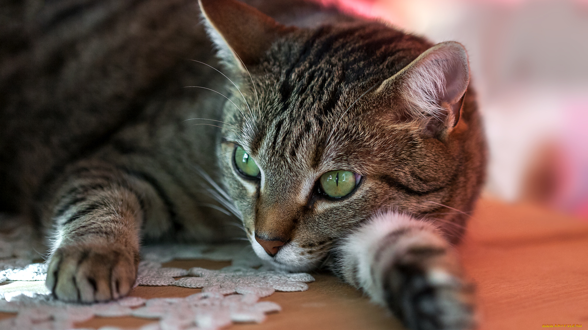 животные, коты, киса