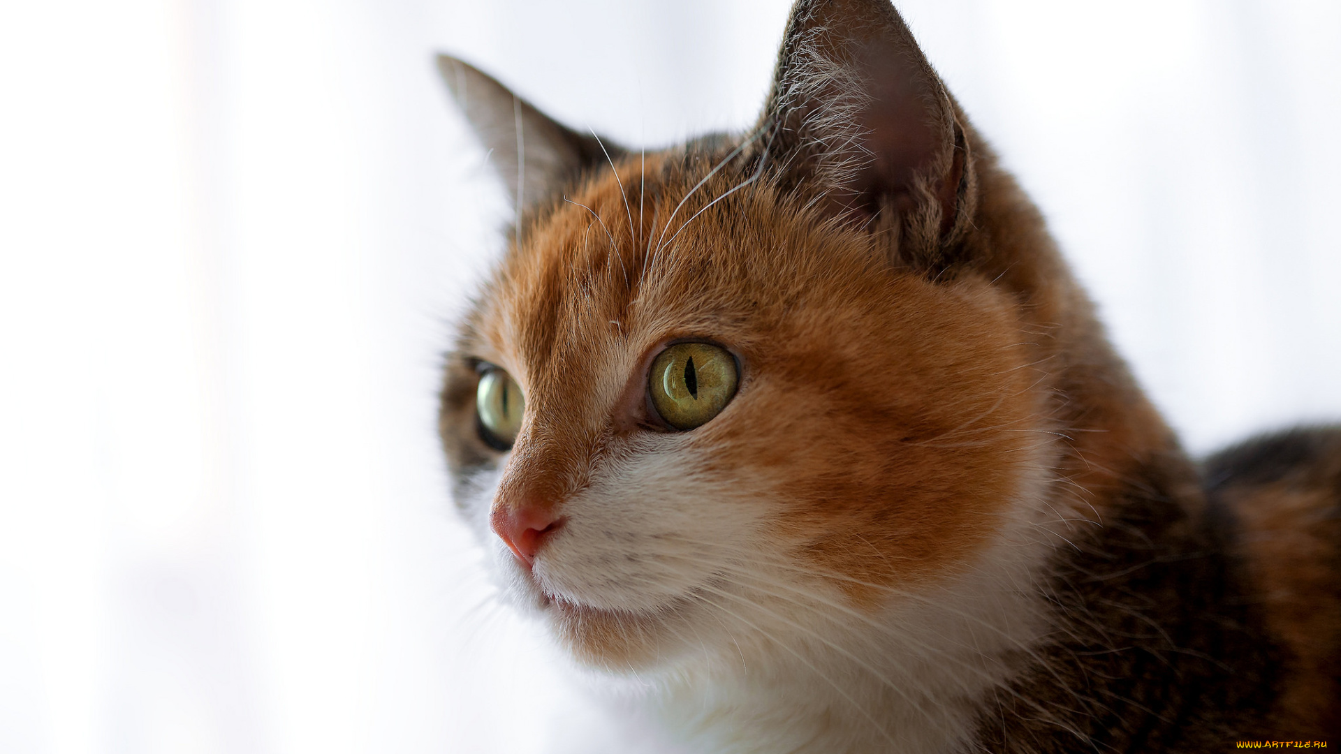 животные, коты, киса