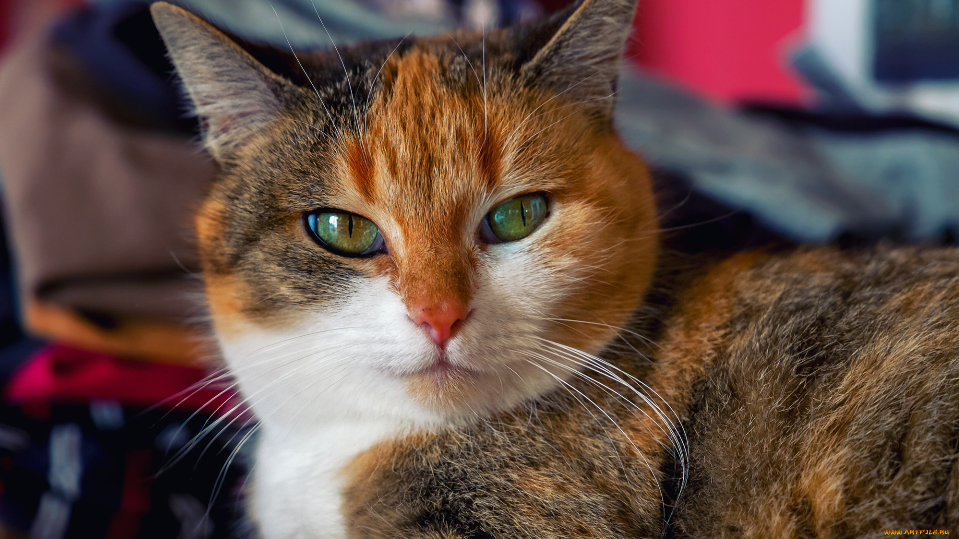 животные, коты, киса