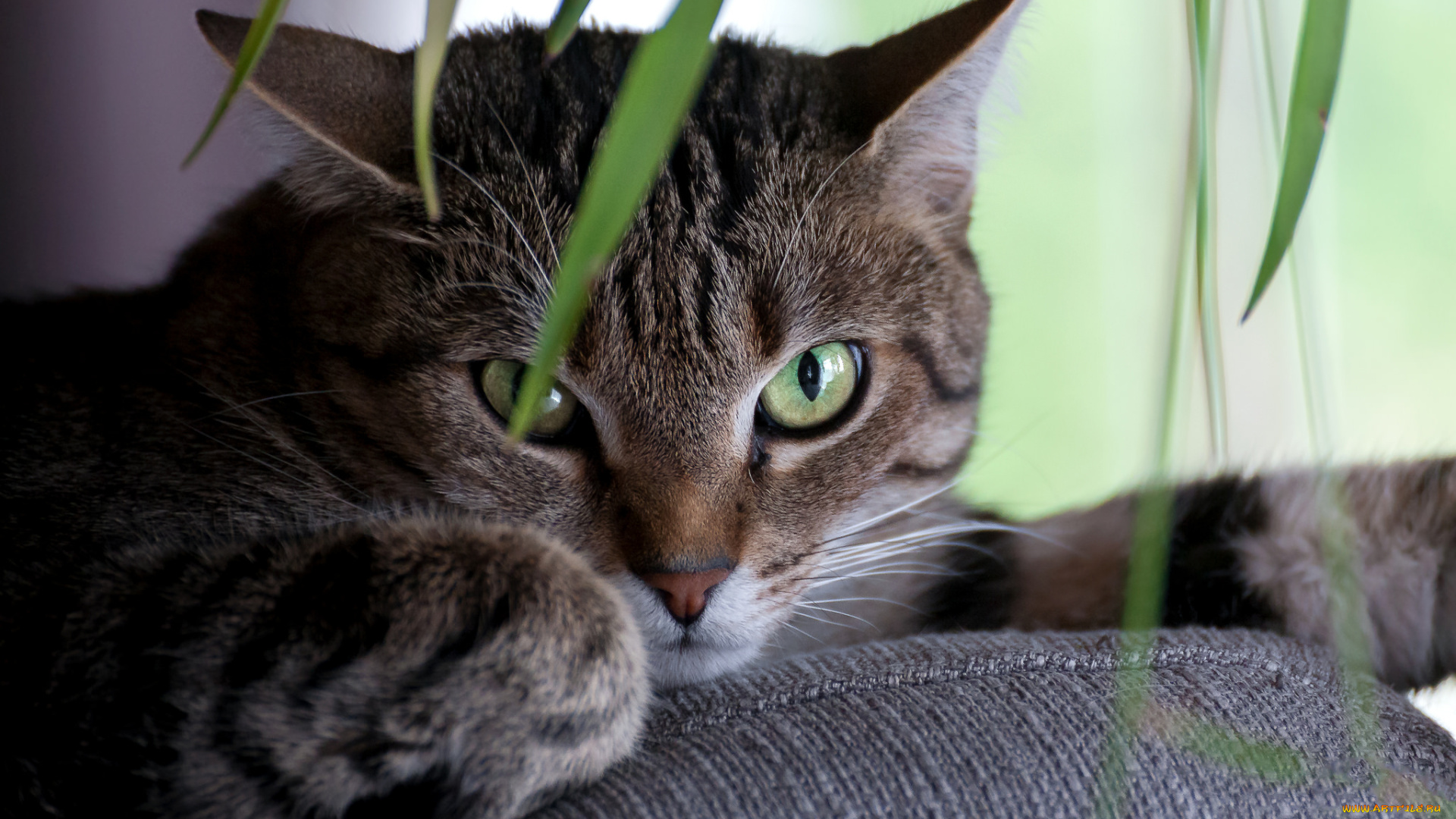 животные, коты, киса