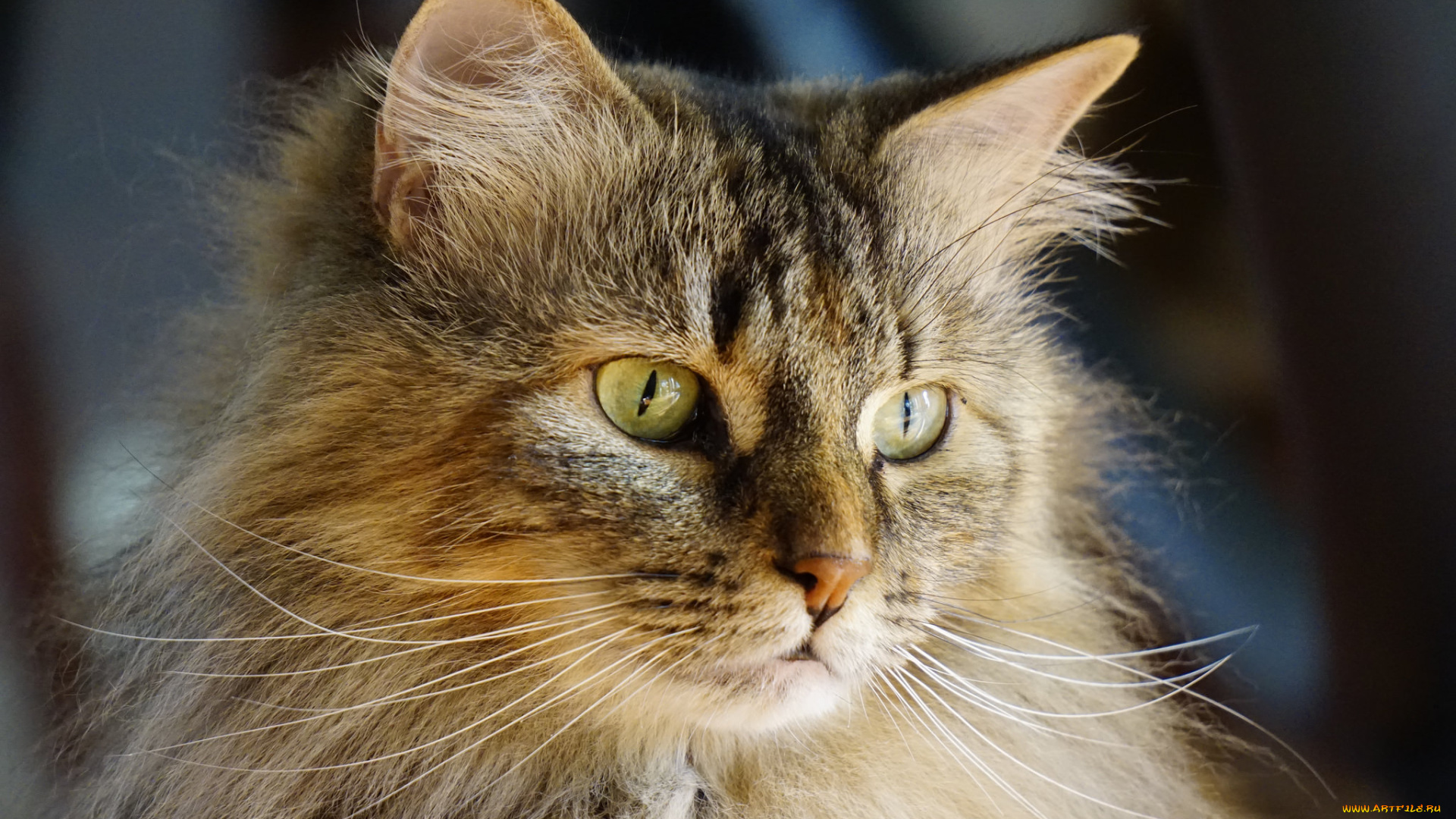 животные, коты, киса